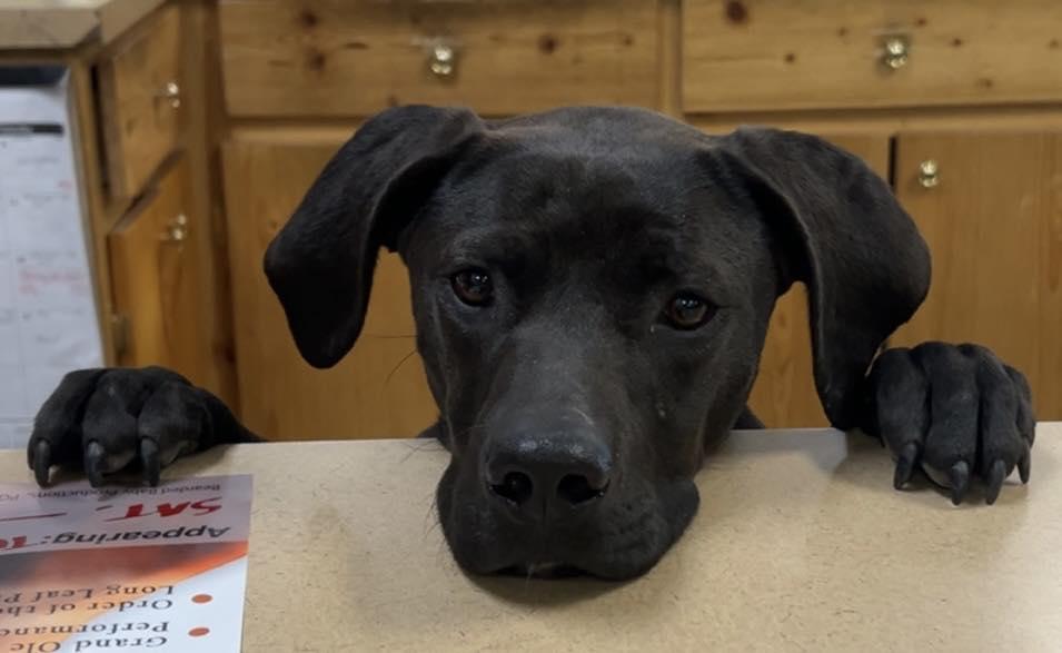 Holly, Adoptable, Young Female Black Labrador Retriever.