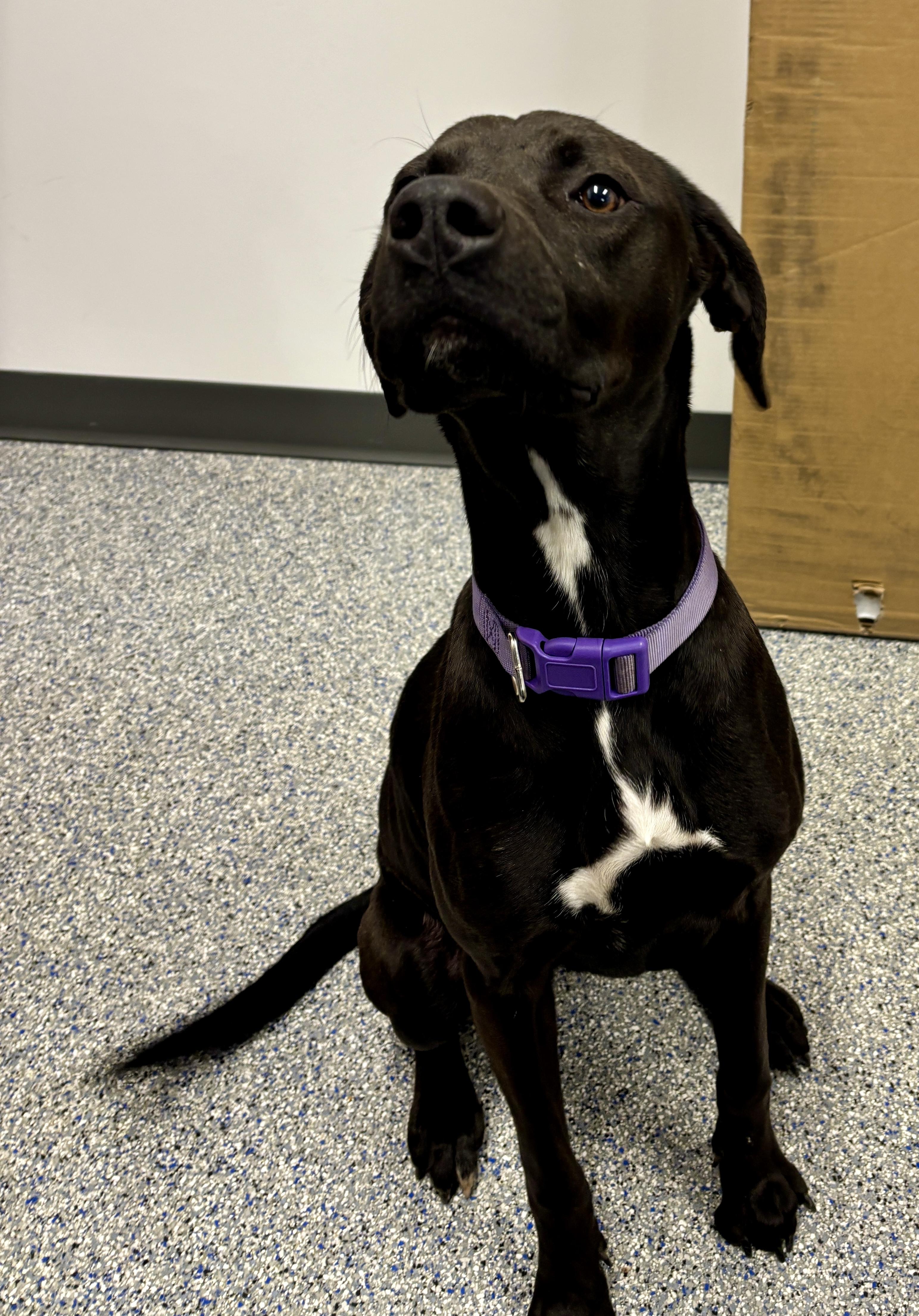 Enlarge Holly, a Adoptable mixed breed in Sylva, NC image 3/6