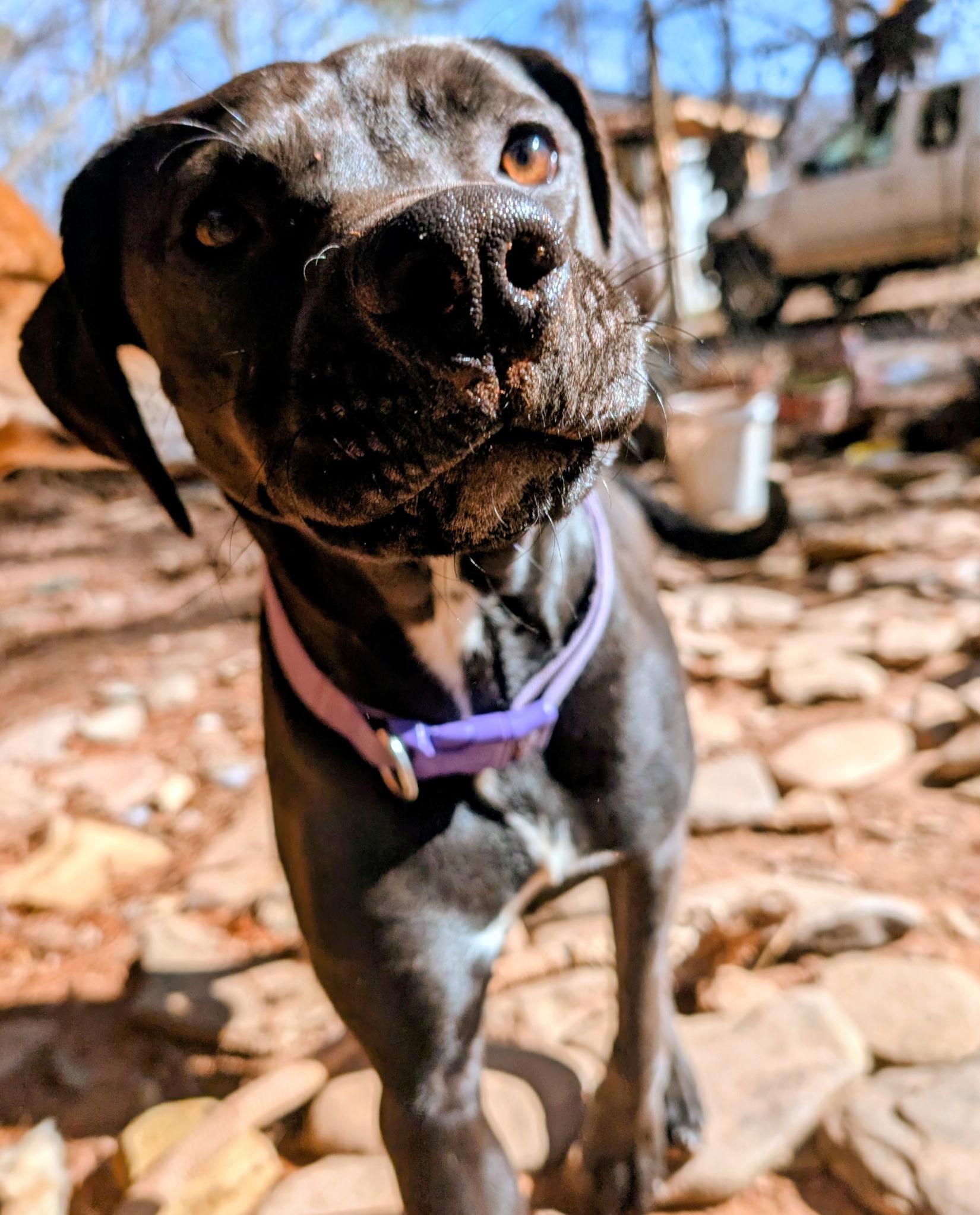 Holly, Adoptable, Young Female Black Labrador Retriever.