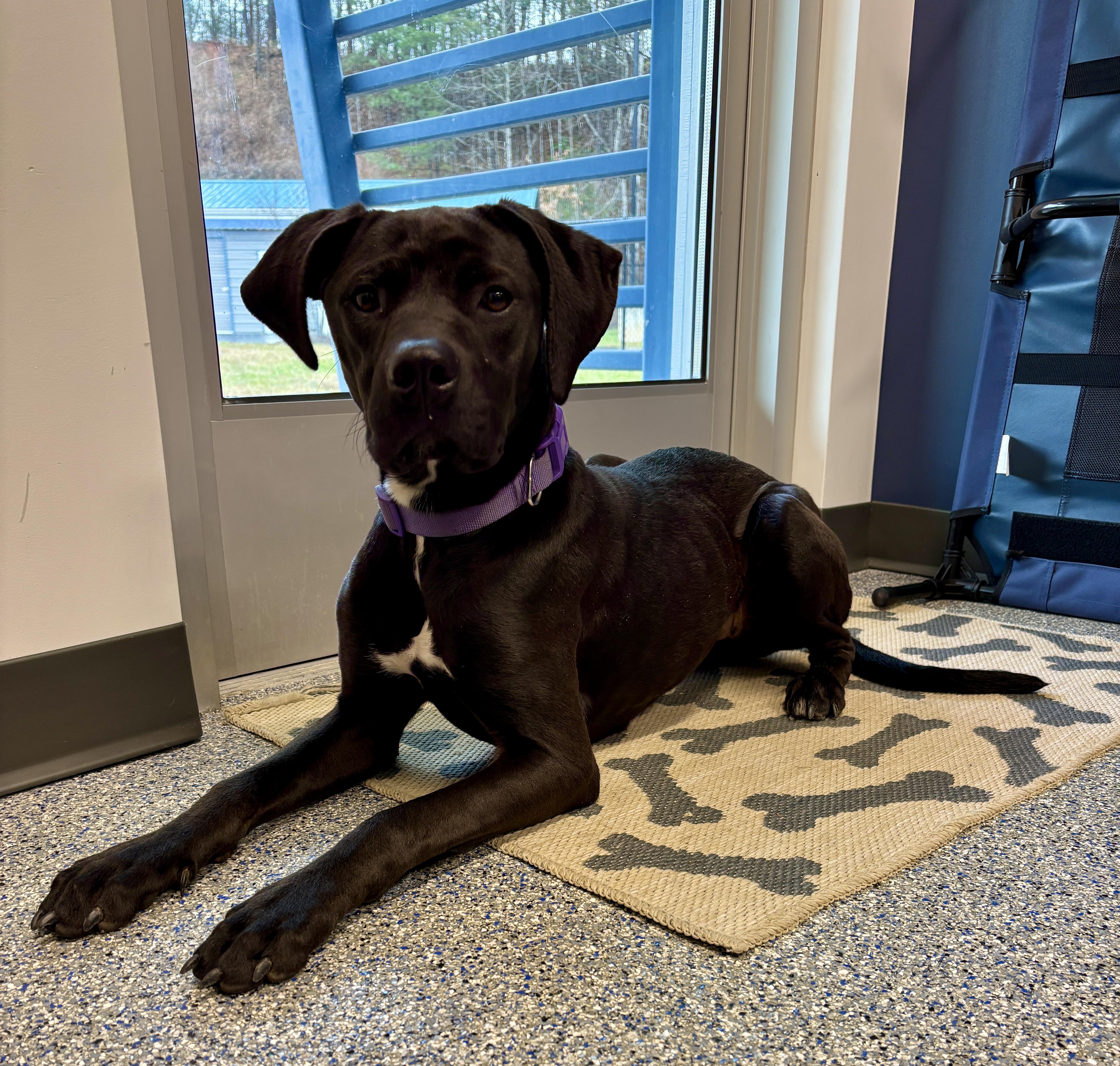 Enlarge Holly, a Adoptable mixed breed in Sylva, NC image 6/6