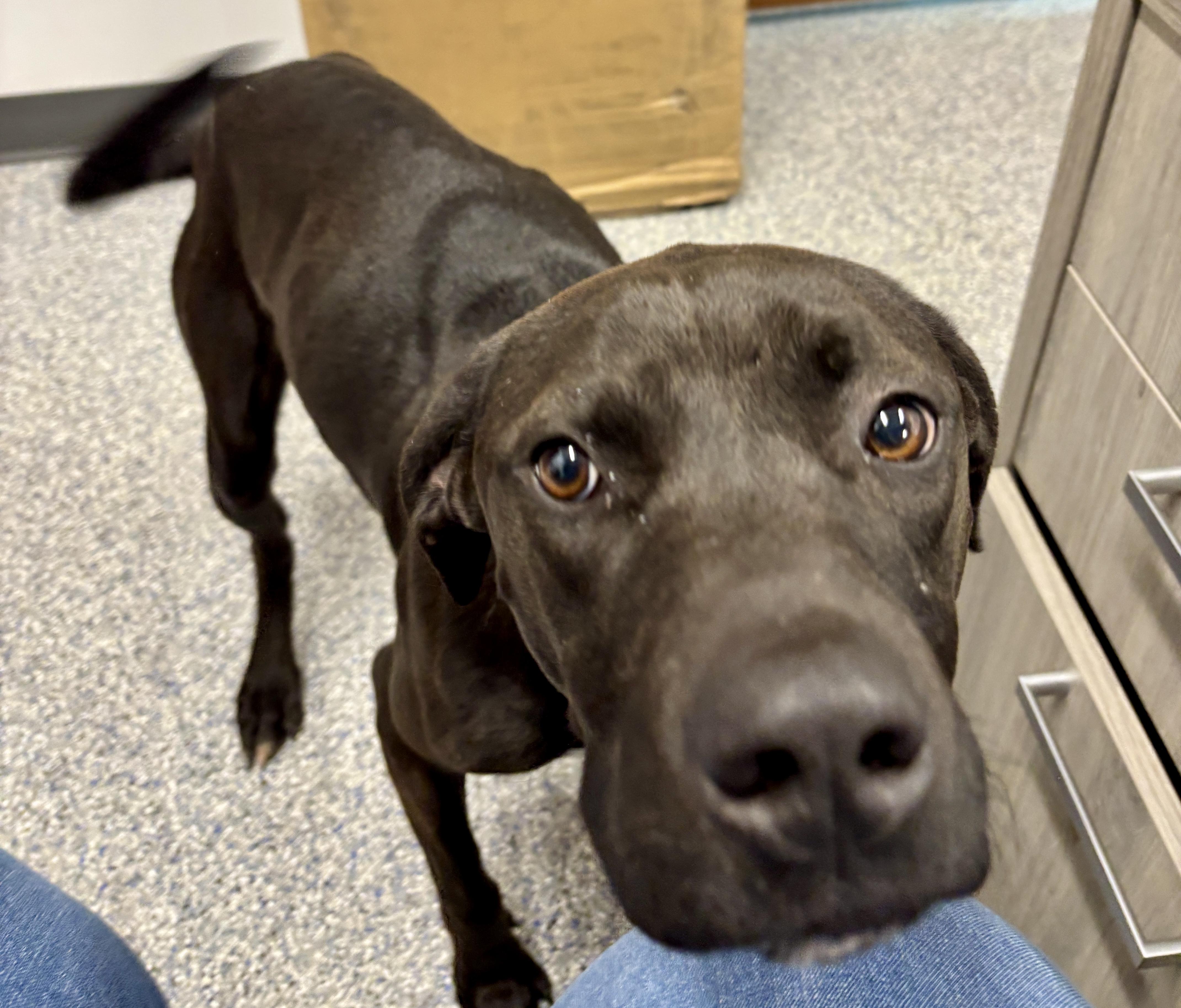 Enlarge Holly, a Adoptable mixed breed in Sylva, NC image 5/6