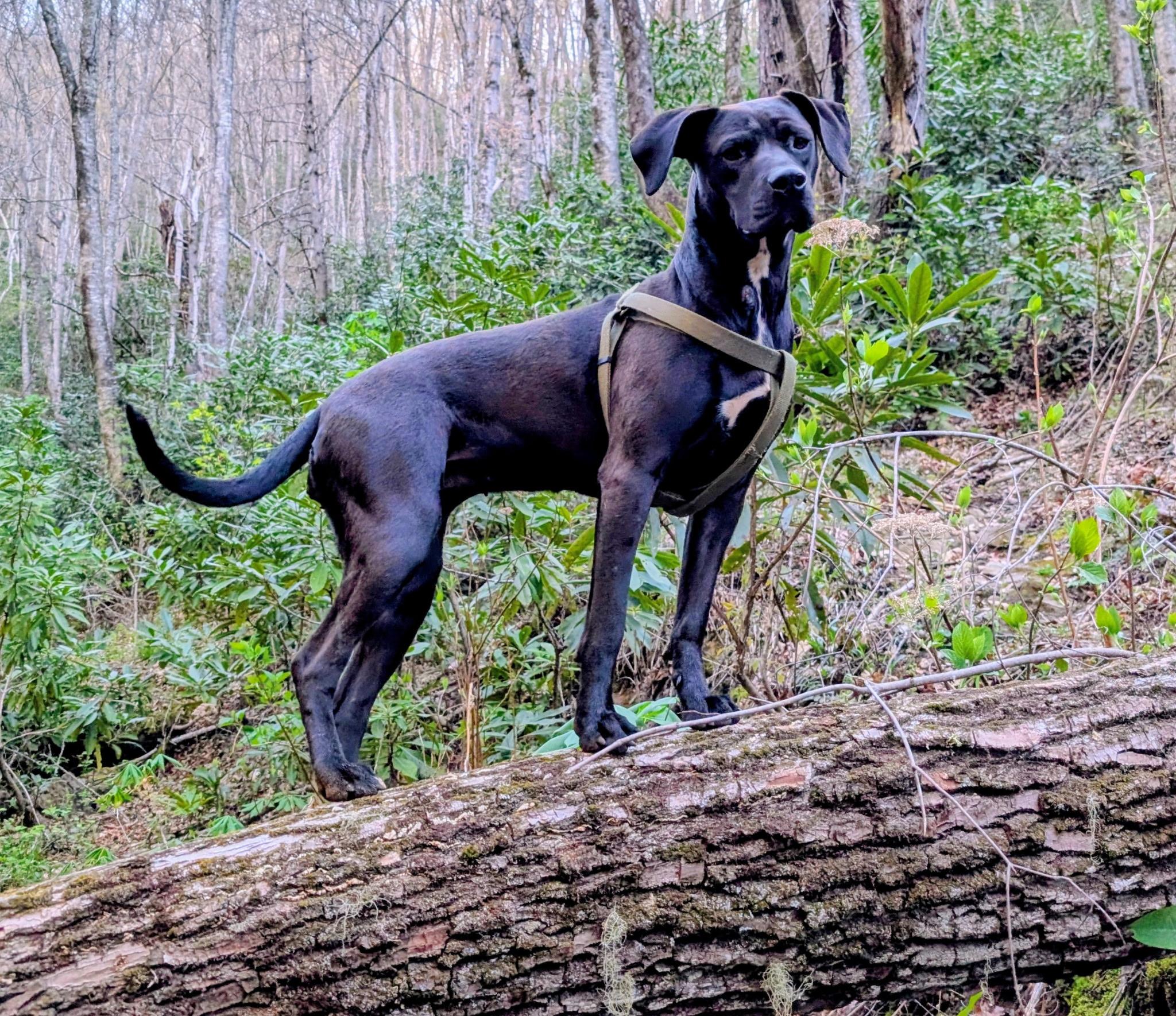 Enlarge Holly, a Adoptable mixed breed in Sylva, NC image 1/6