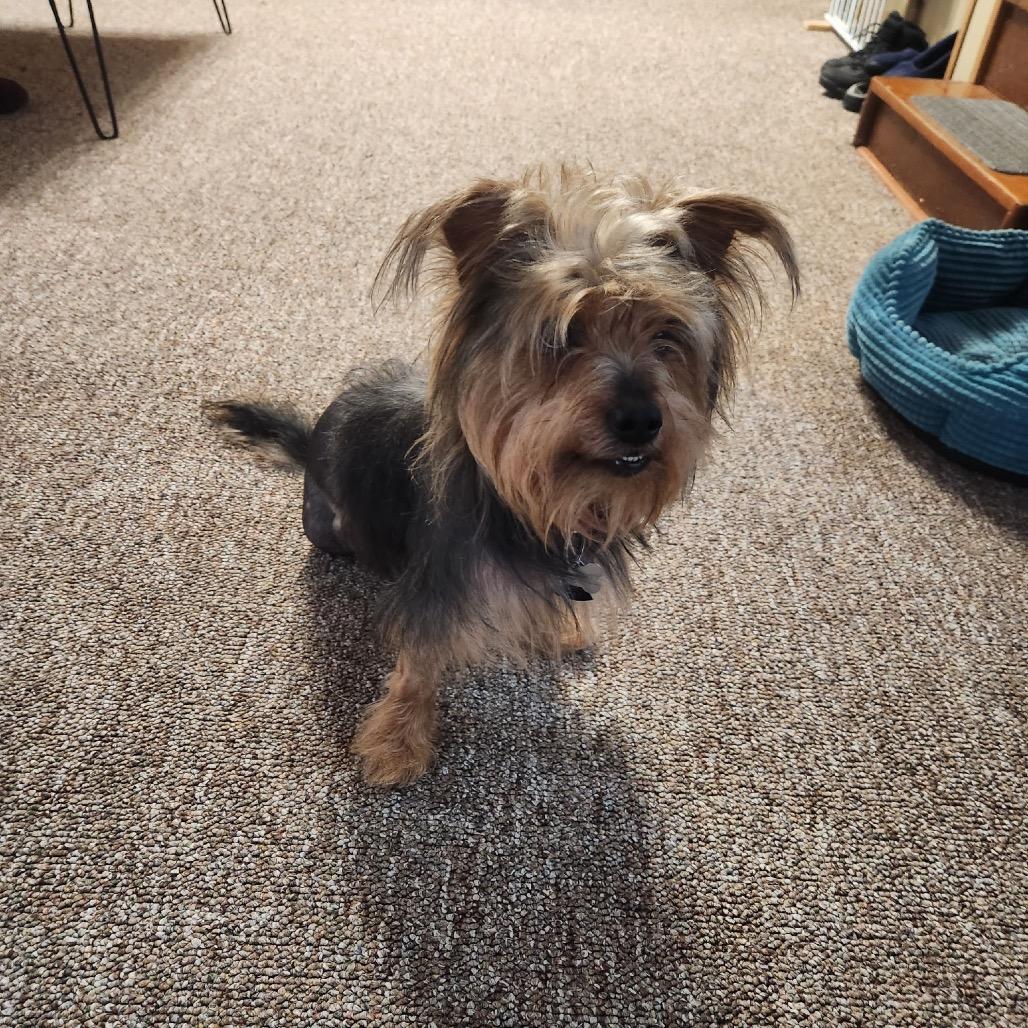 Enlarge Stitch, a ADOPTABLE Yorkshire Terrier in Fenton, MI image 2/2