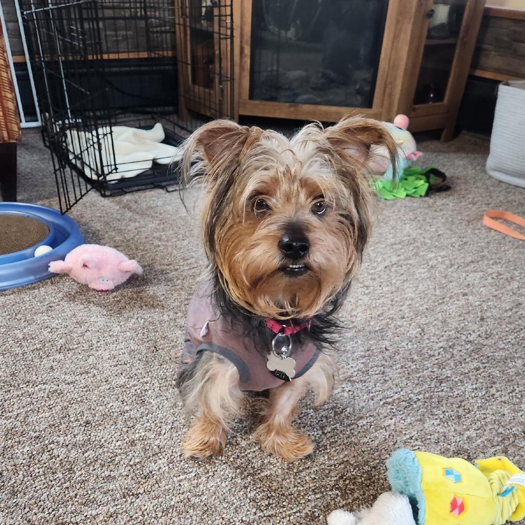 Enlarge Stitch, a ADOPTABLE Yorkshire Terrier in Fenton, MI image 1/2