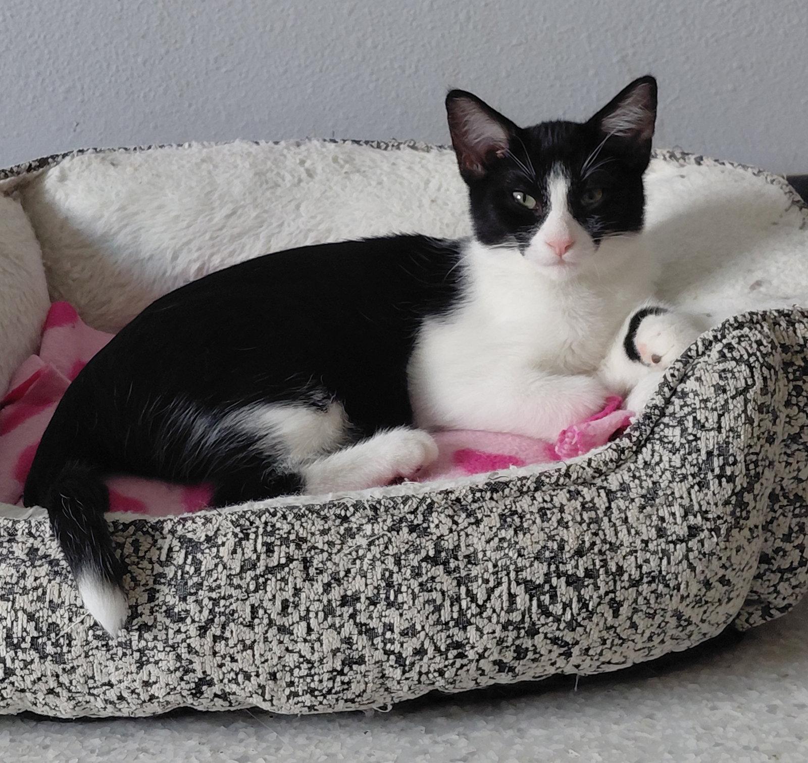 Enlarge Oslo, a Adoptable Domestic Short Hair in Montello, WI image 1/3