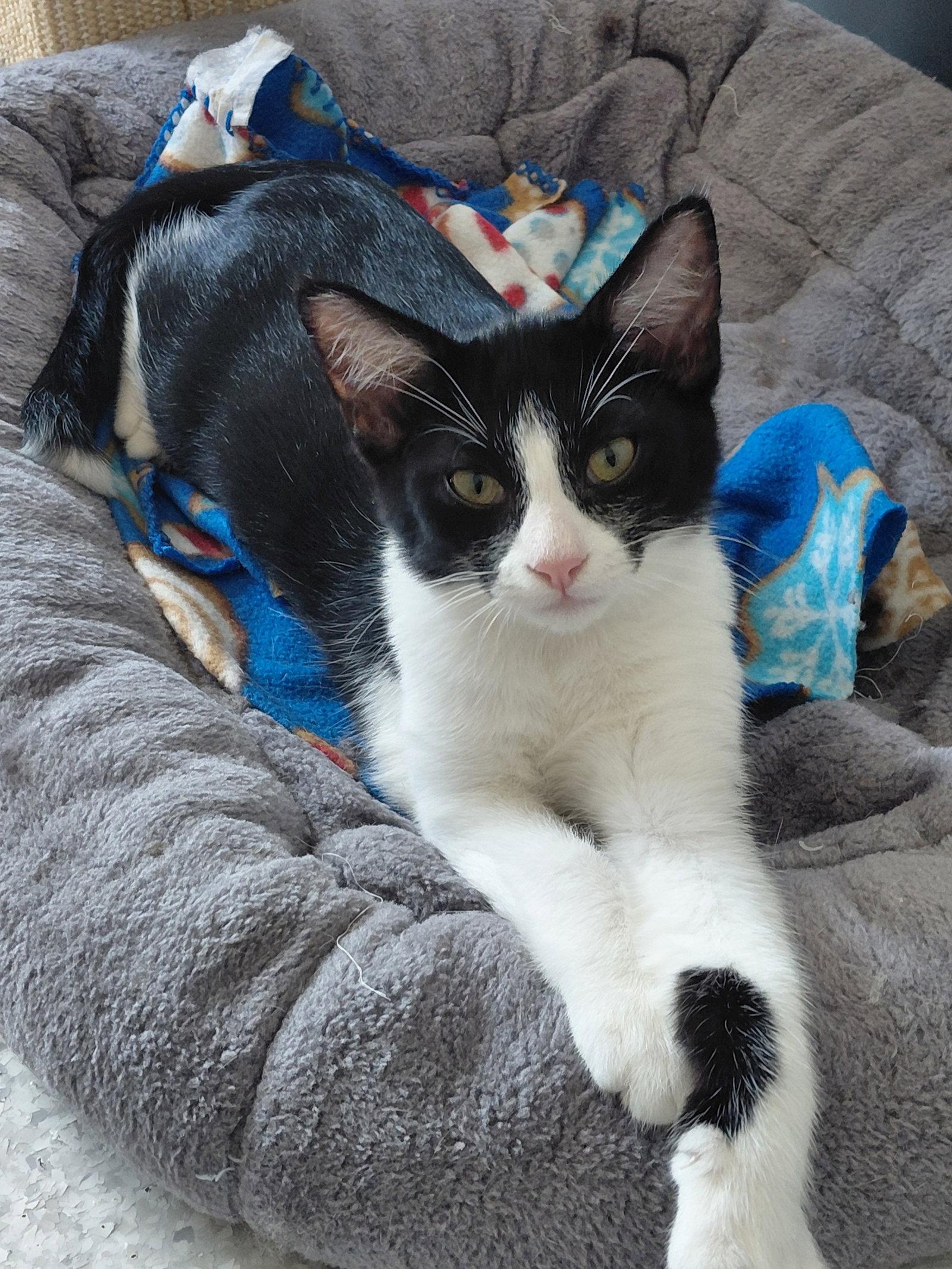 Enlarge Oslo, a Adoptable Domestic Short Hair in Montello, WI image 2/3