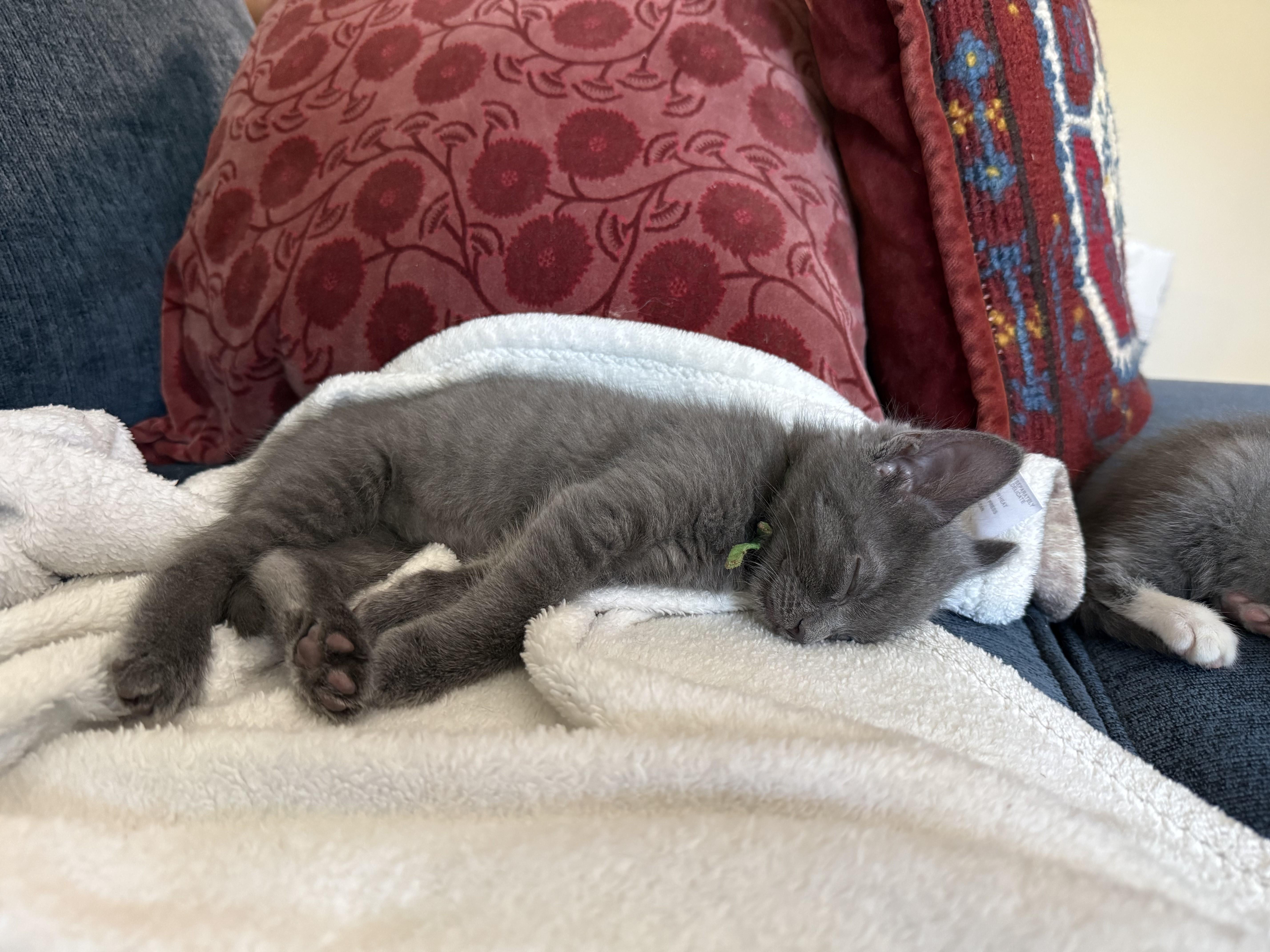 Enlarge Lincoln-Coming Soon, a Adoptable Domestic Short Hair in Laurel, MD image 2/3