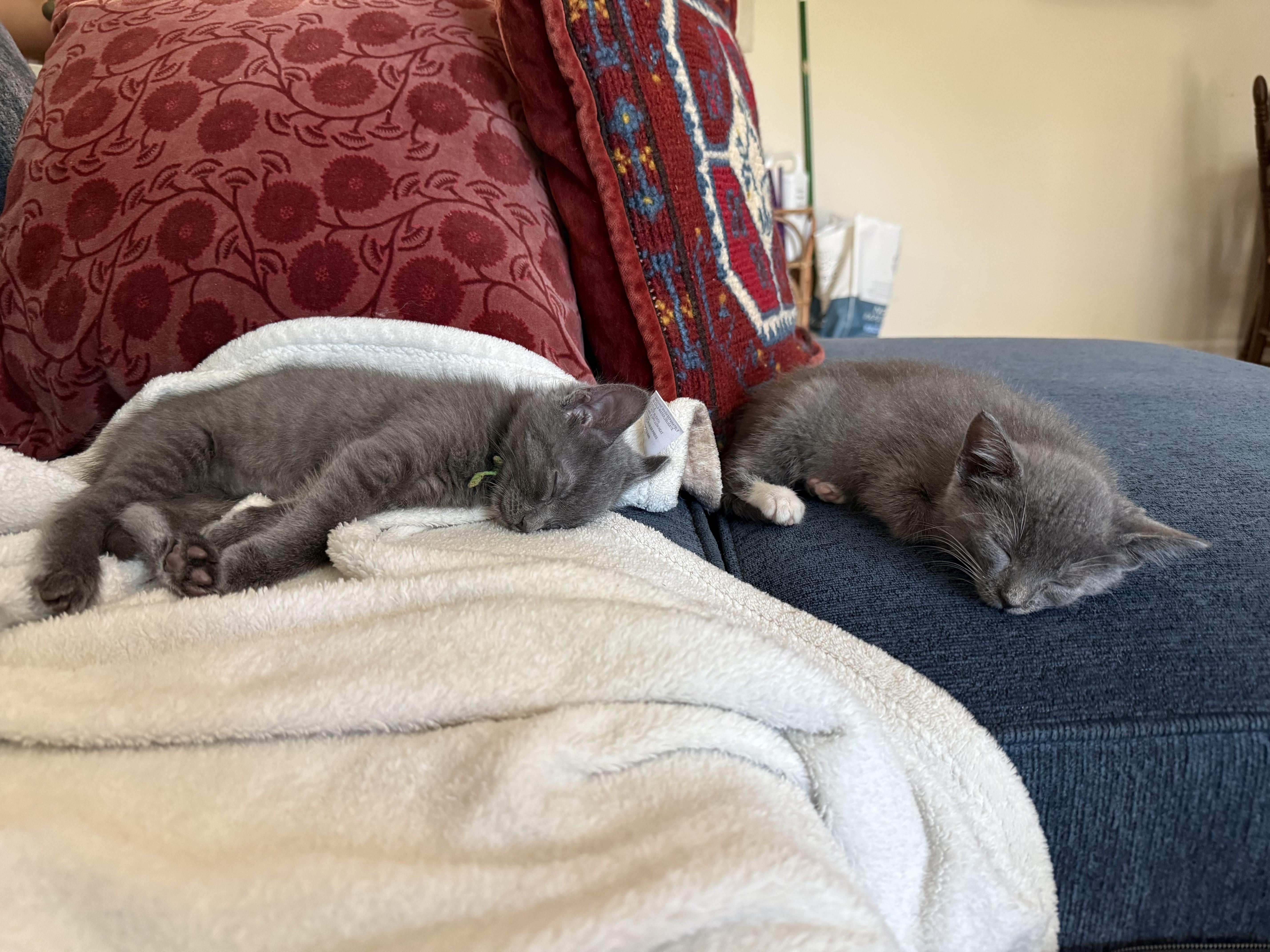 Enlarge Lincoln-Coming Soon, a Adoptable Domestic Short Hair in Laurel, MD image 3/3