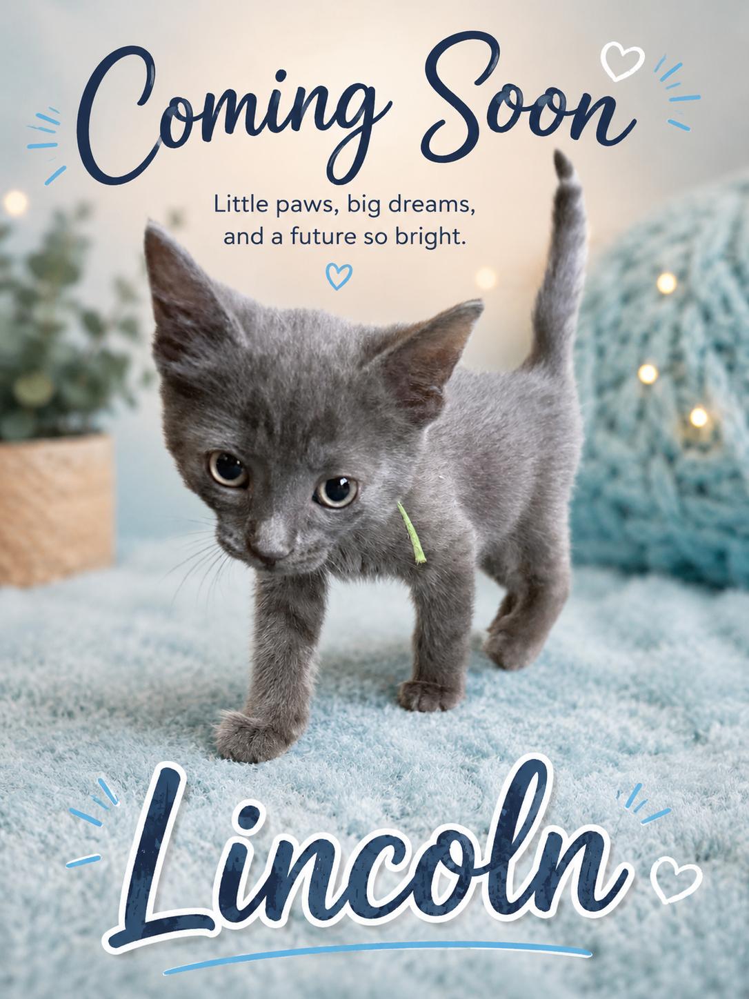Lincoln-Coming Soon, Adoptable, Kitten Male Domestic Short Hair.