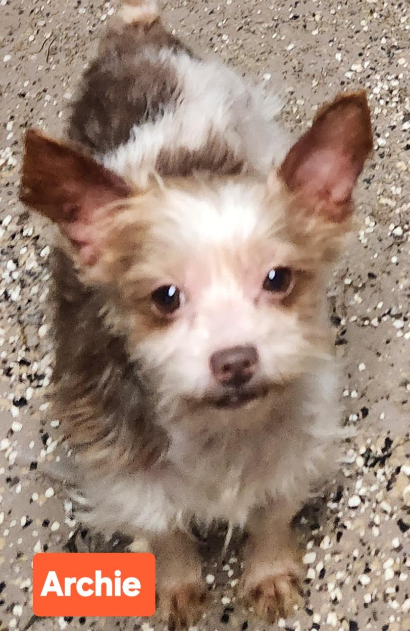 Enlarge Archie, a ADOPTABLE Yorkshire Terrier in Smithfield, PA image 1/1