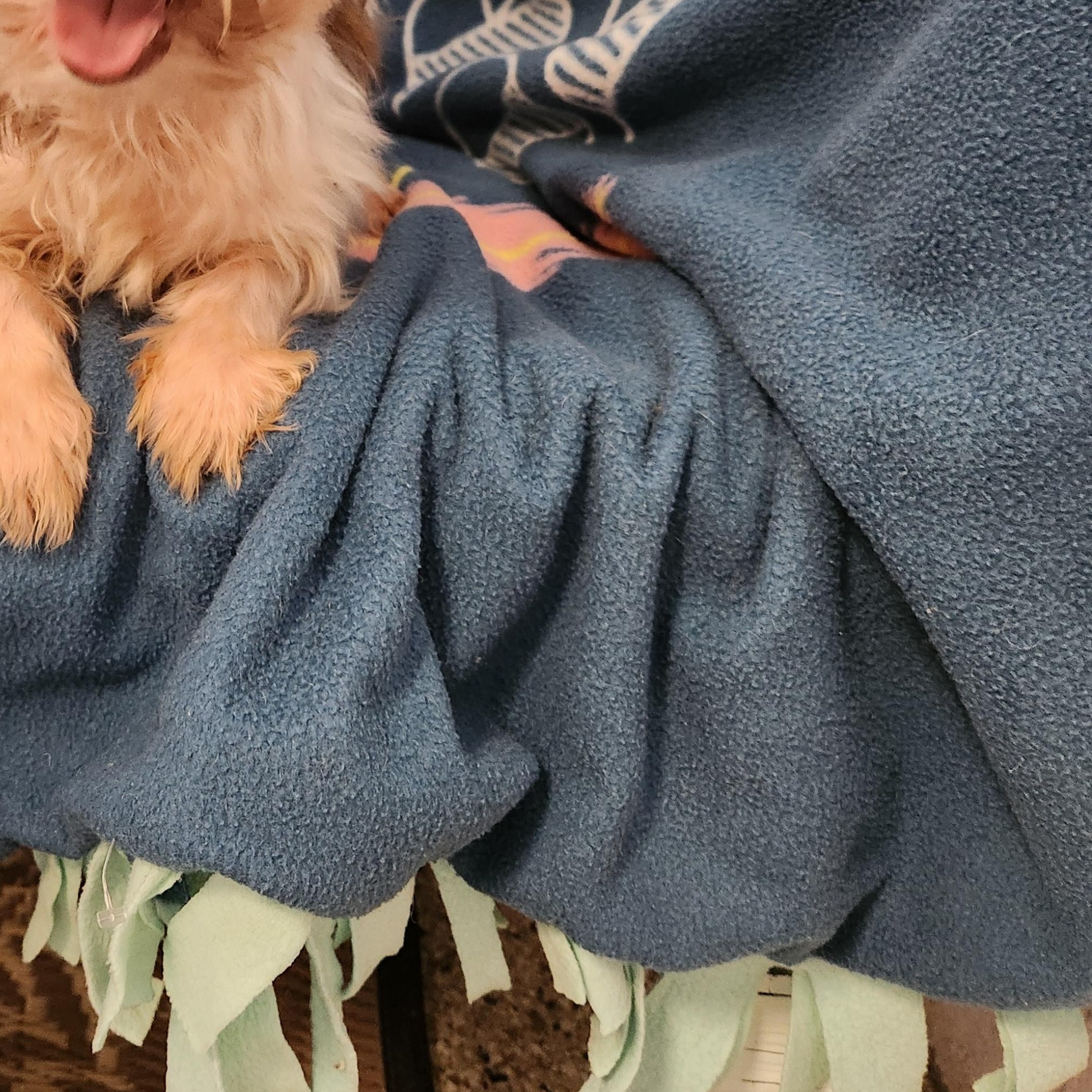 Enlarge Archie, a ADOPTABLE Yorkshire Terrier in Smithfield, PA image 1/1