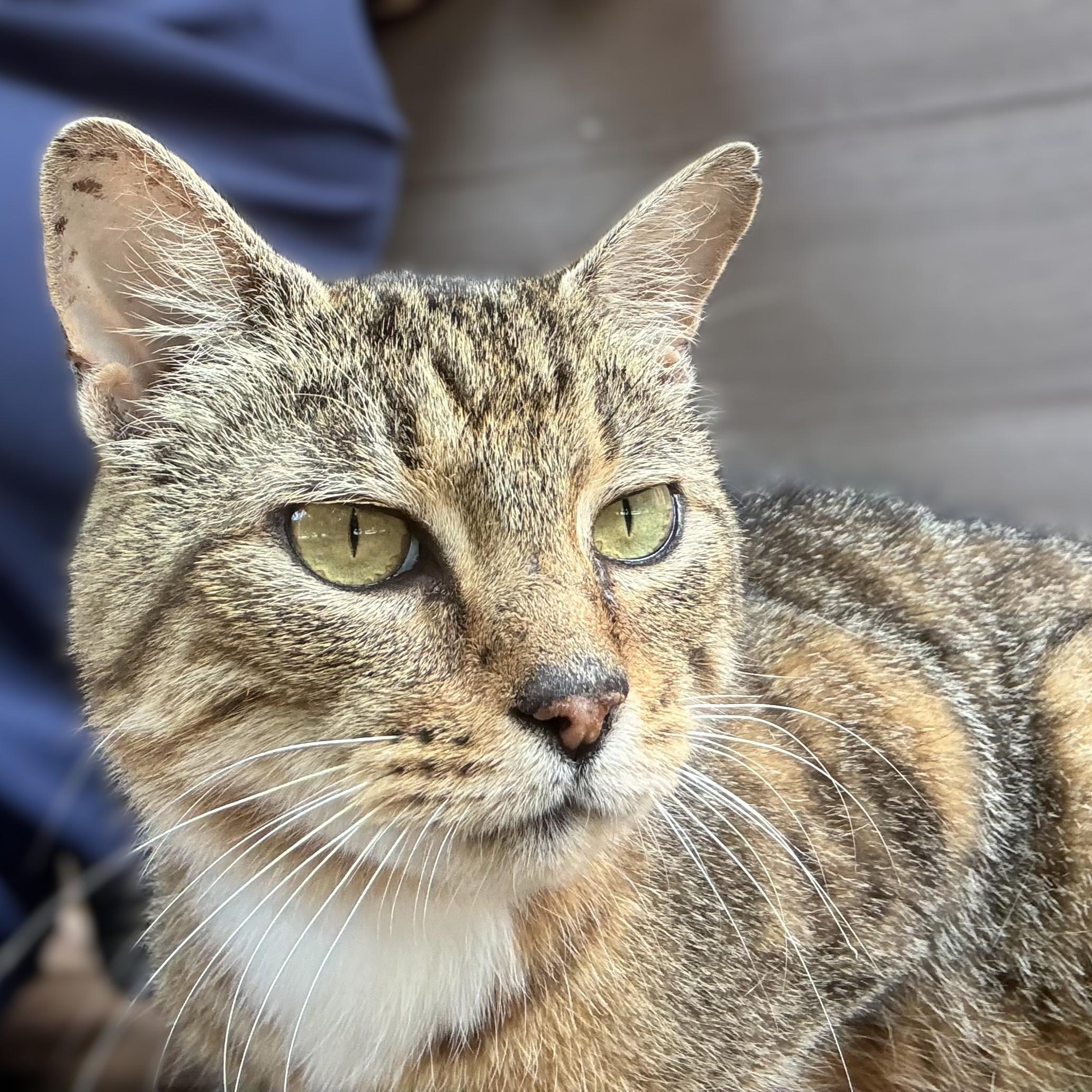 Bruce- 53062, ADOPTABLE, Adult Male Domestic Short Hair.