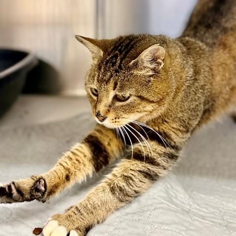 Bruce- 53597, a ADOPTABLE Domestic Short Hair in Columbia, MD image 3/5