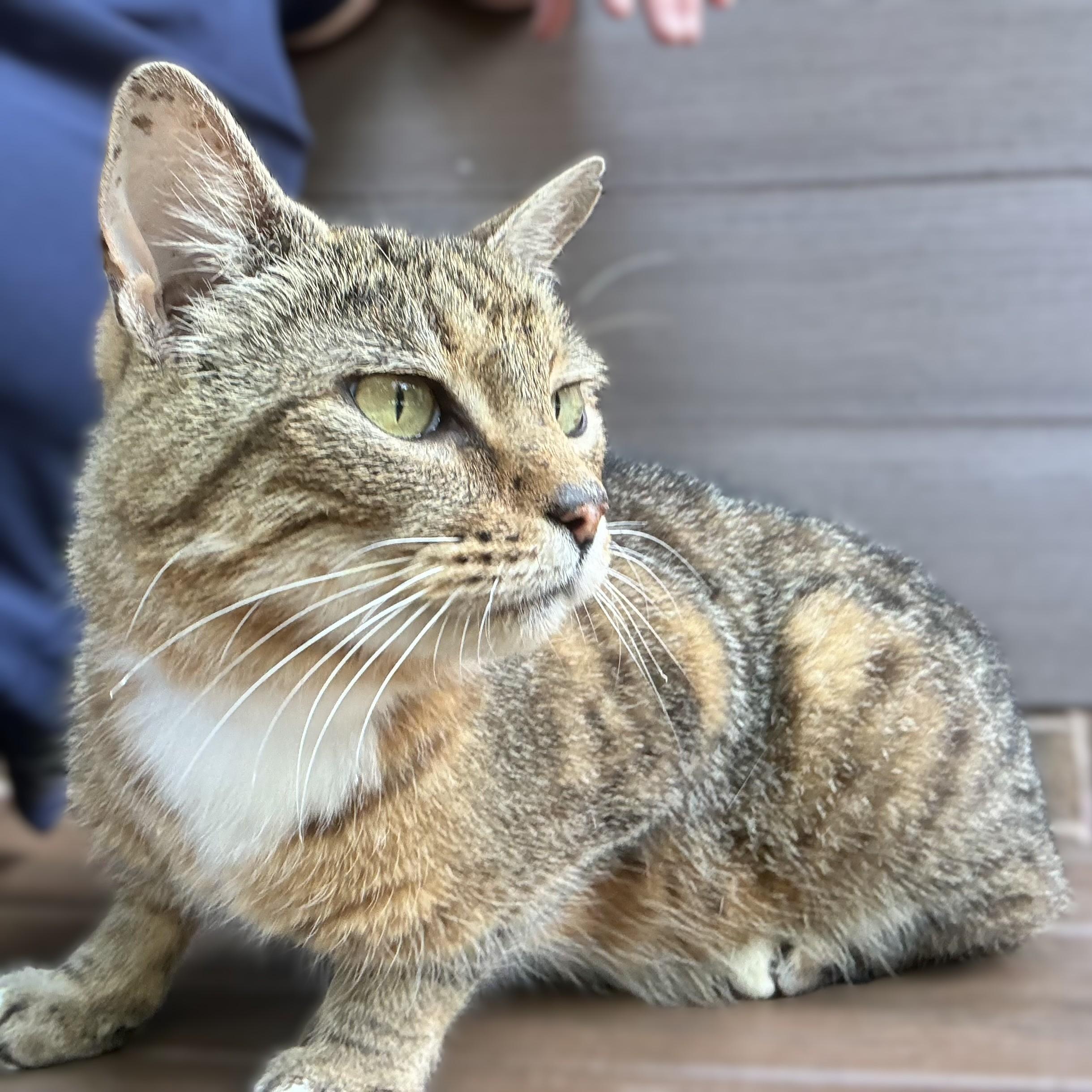 Enlarge Bruce- 53062, a ADOPTABLE Domestic Short Hair in Columbia, MD image 2/2