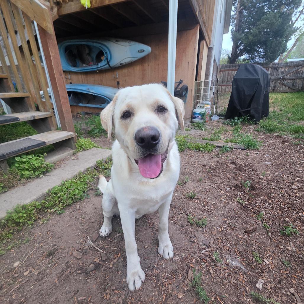 Gouda, Adoptable, Young Male Labrador Retriever.