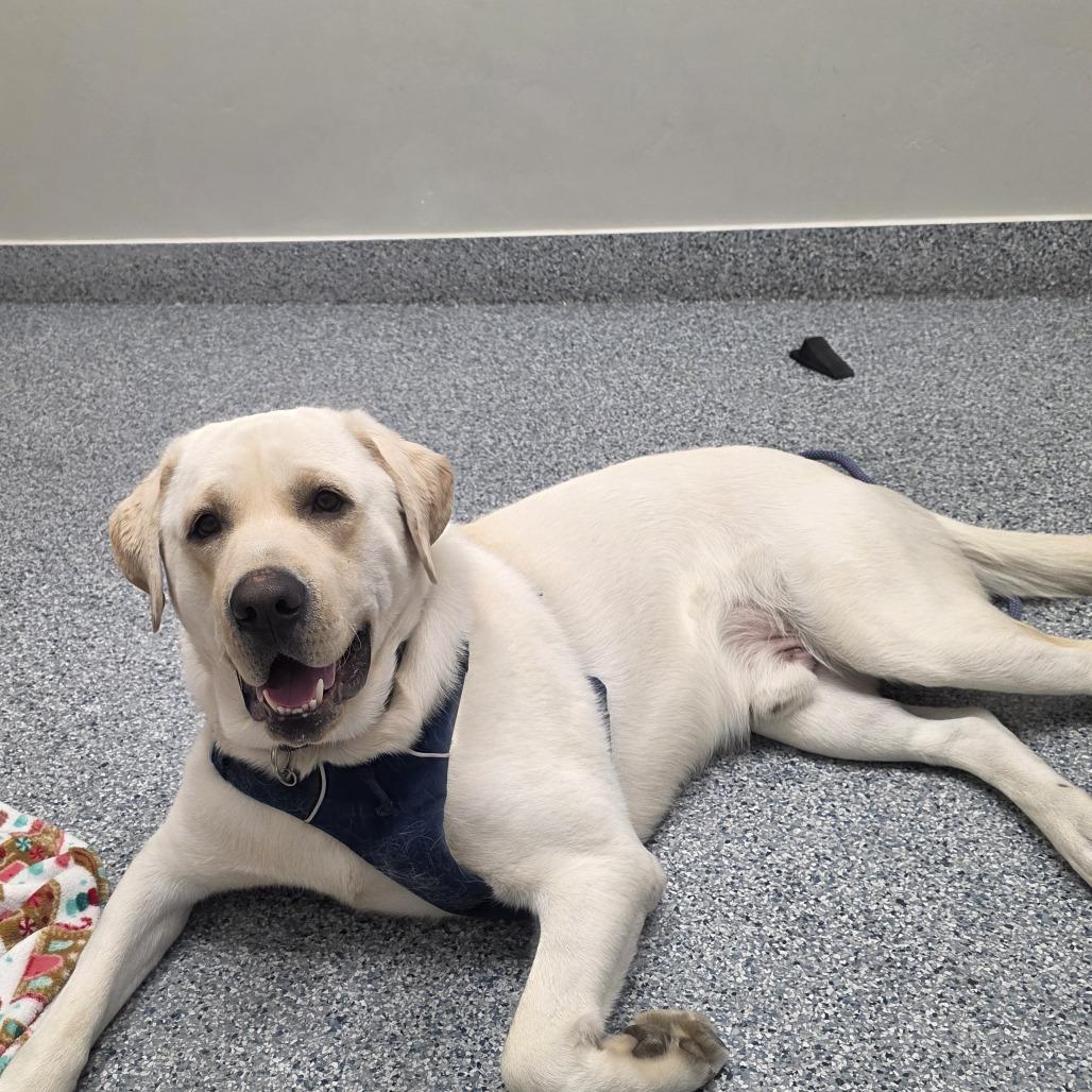 Enlarge Gouda, a Adoptable Labrador Retriever in Murray, UT image 2/4