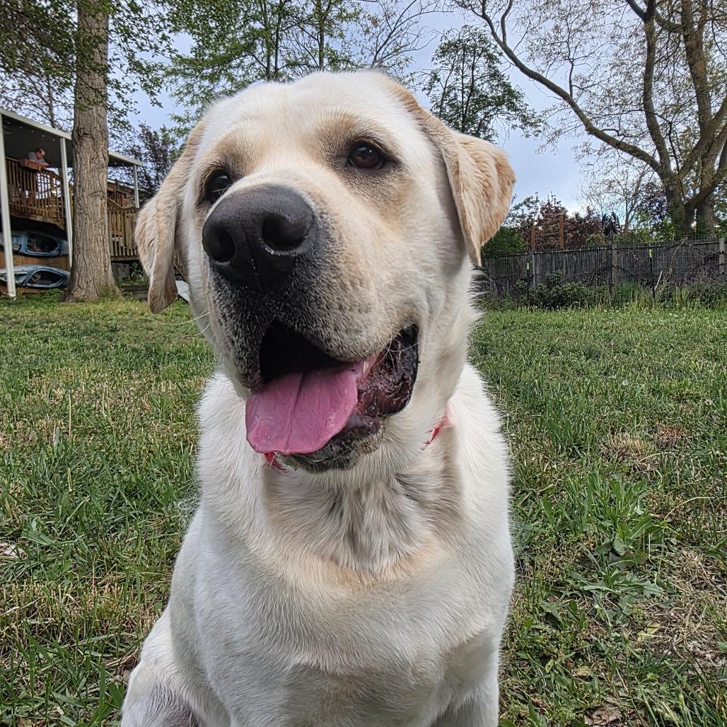 Enlarge Gouda, a Adoptable Labrador Retriever in Murray, UT image 3/4