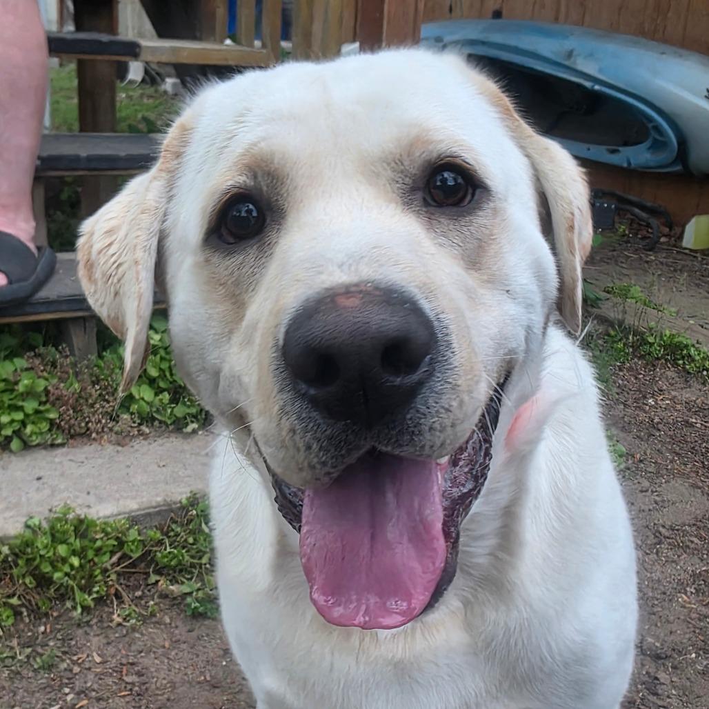 Enlarge Gouda, a Adoptable Labrador Retriever in Murray, UT image 4/4