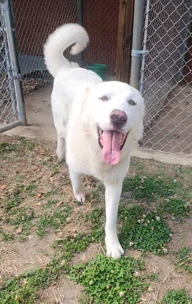 Flurry, a Adoptable Great Pyrenees in Mineral, VA image 1/2