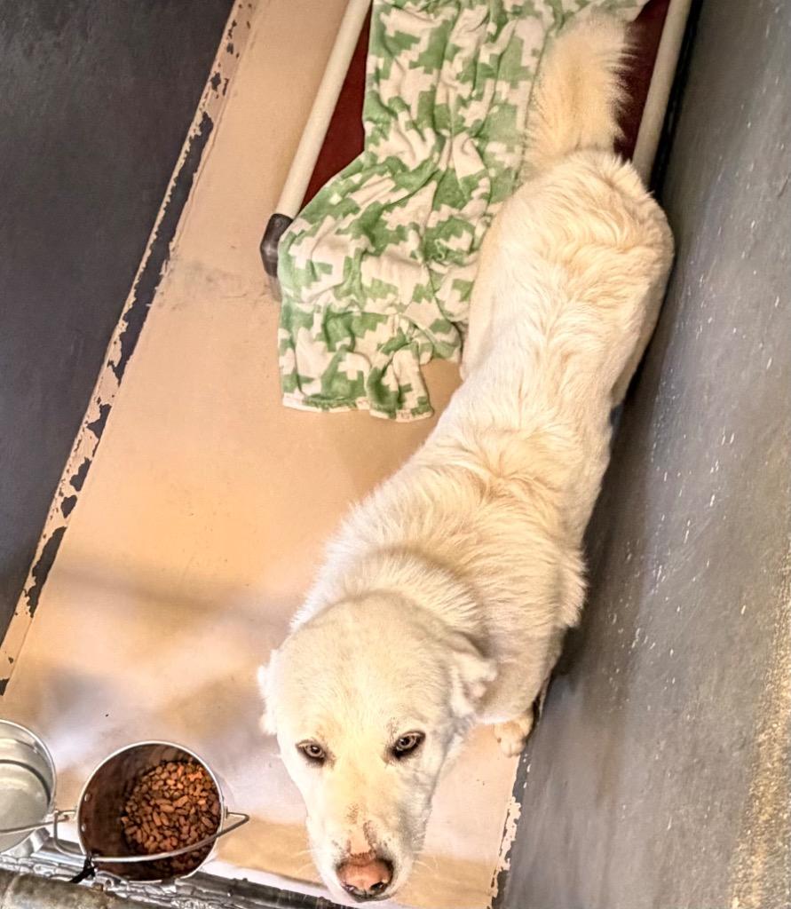 Enlarge Flurry, a Adoptable Great Pyrenees in Mineral, VA image 1/1