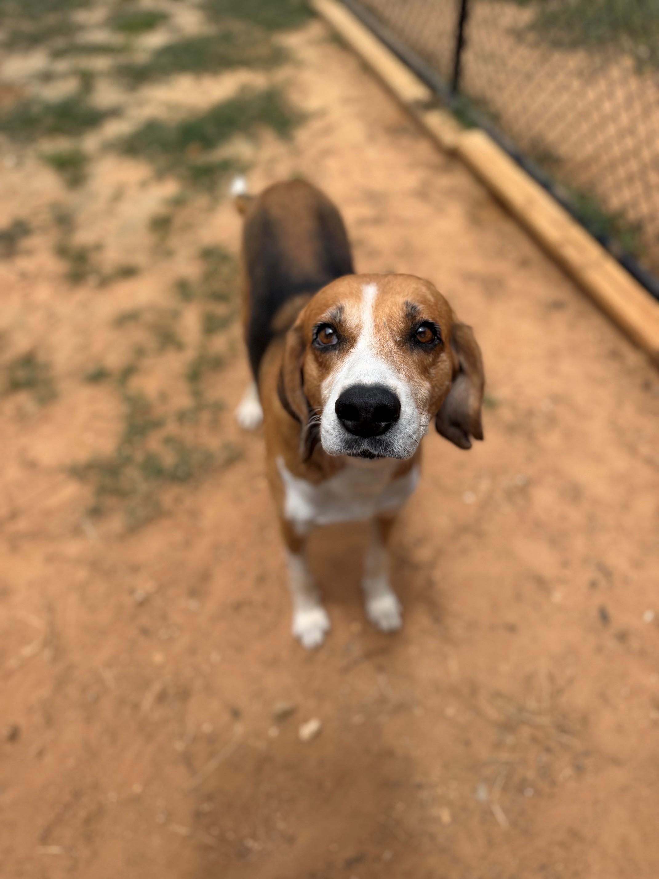 Enlarge Buck, a ADOPTABLE mixed breed in Summerdale, AL image 1/1