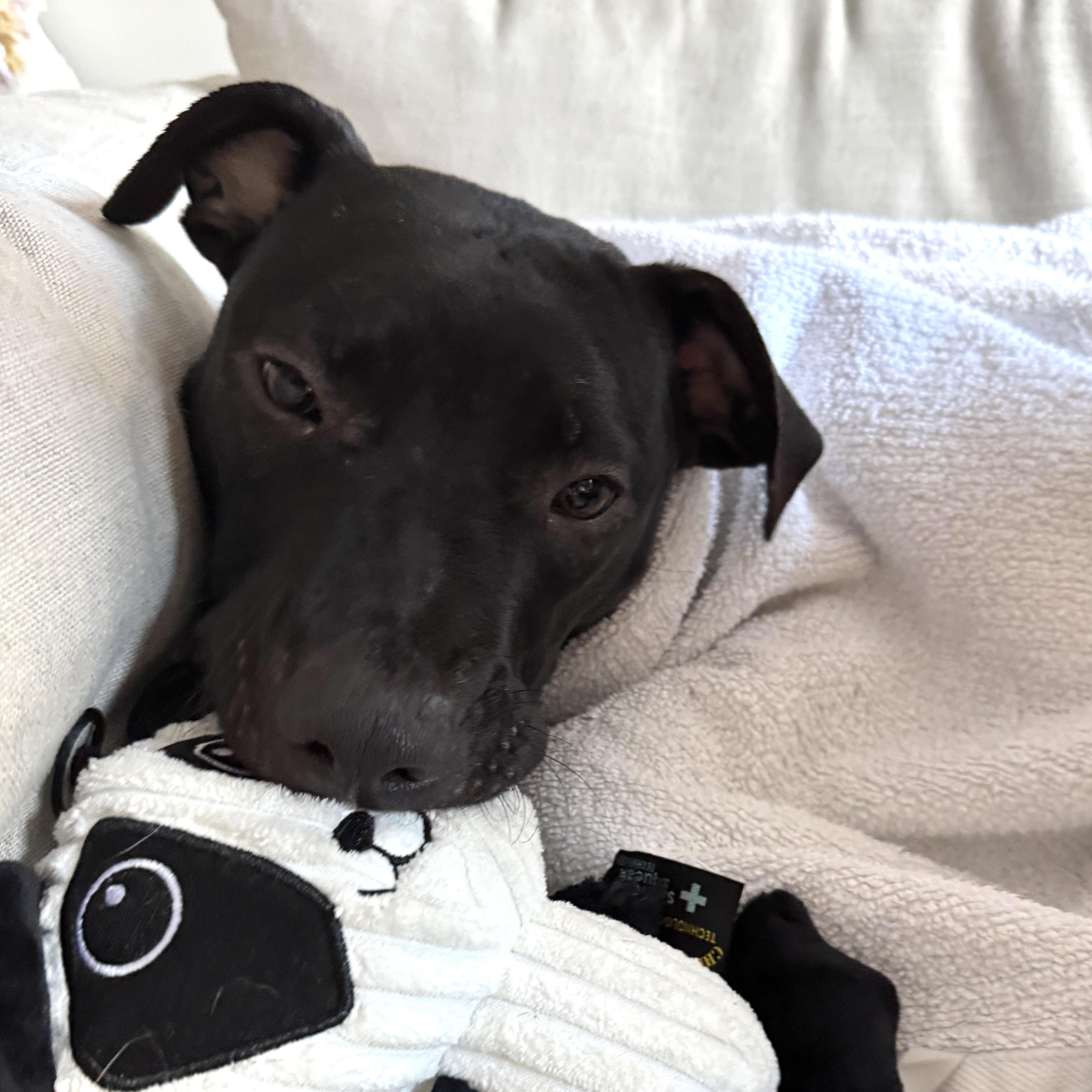 Enlarge Archer, a Adoptable mixed breed in Brooklyn, NY image 4/6