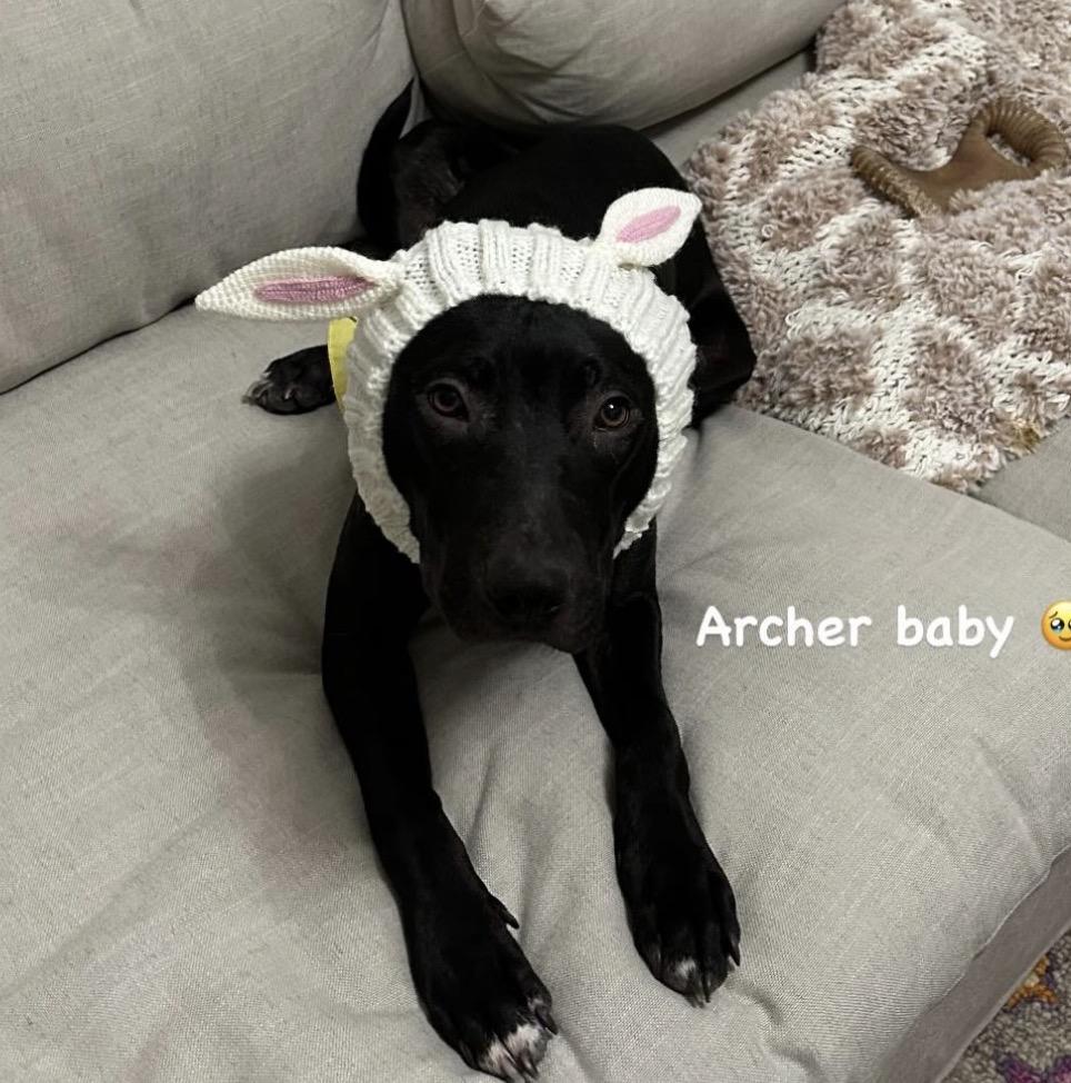 Enlarge Archer, a Adoptable mixed breed in Brooklyn, NY image 3/6