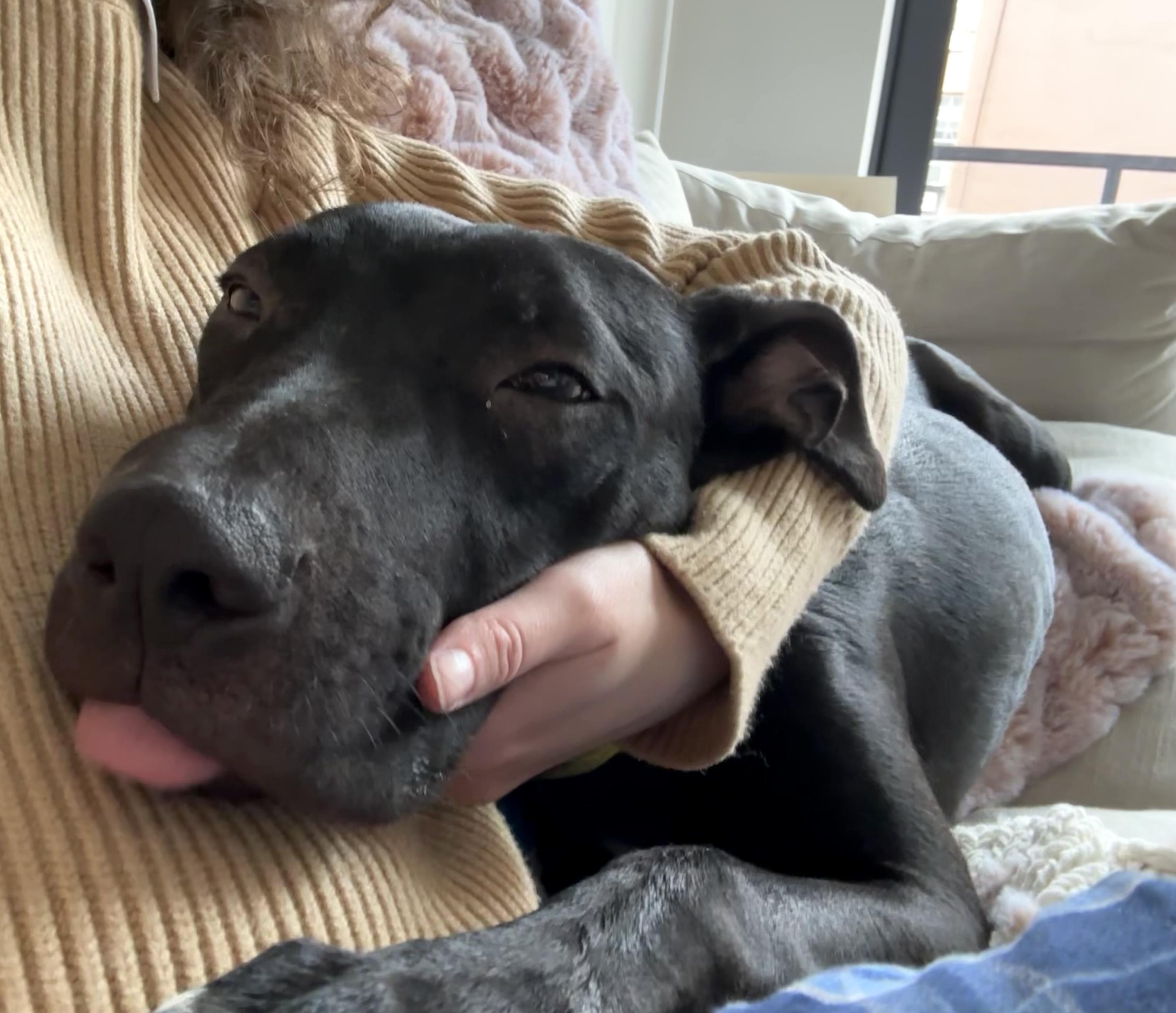 Enlarge Archer, a Adoptable mixed breed in Brooklyn, NY image 2/6