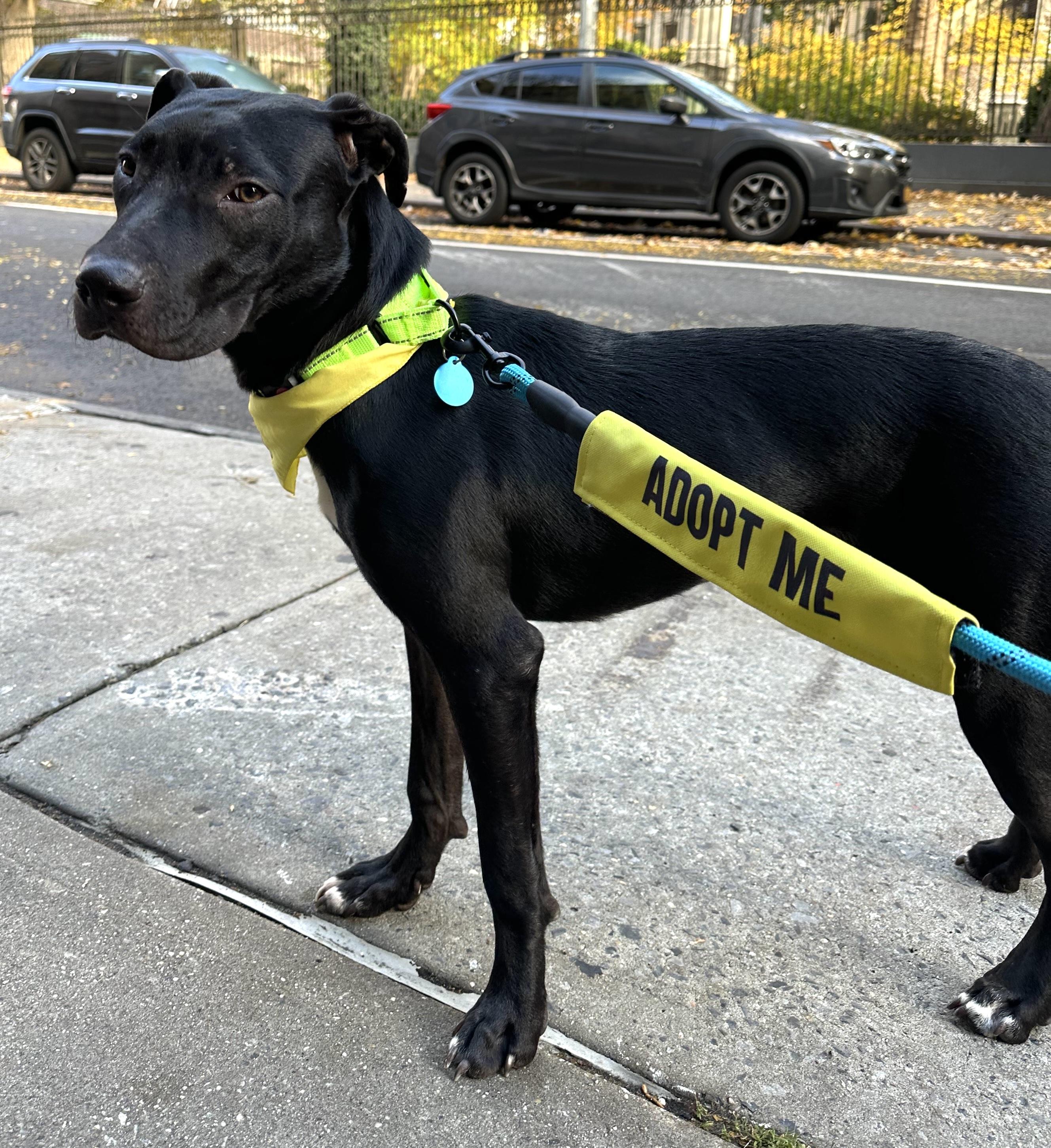 Archer, Adoptable, Young Male Labrador Retriever.