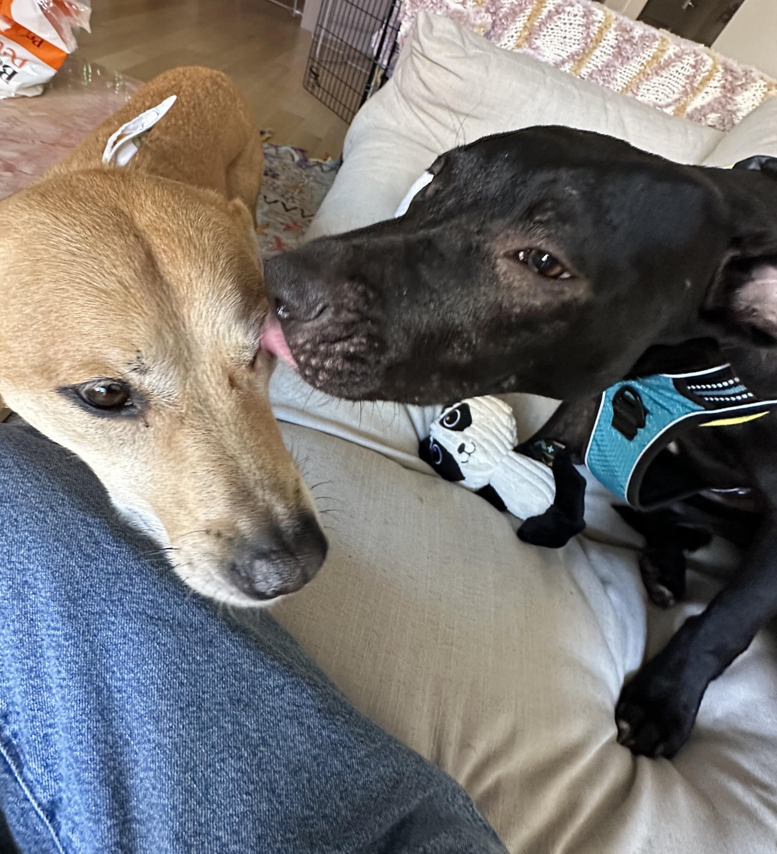 Enlarge Archer, a Adoptable mixed breed in Brooklyn, NY image 5/6