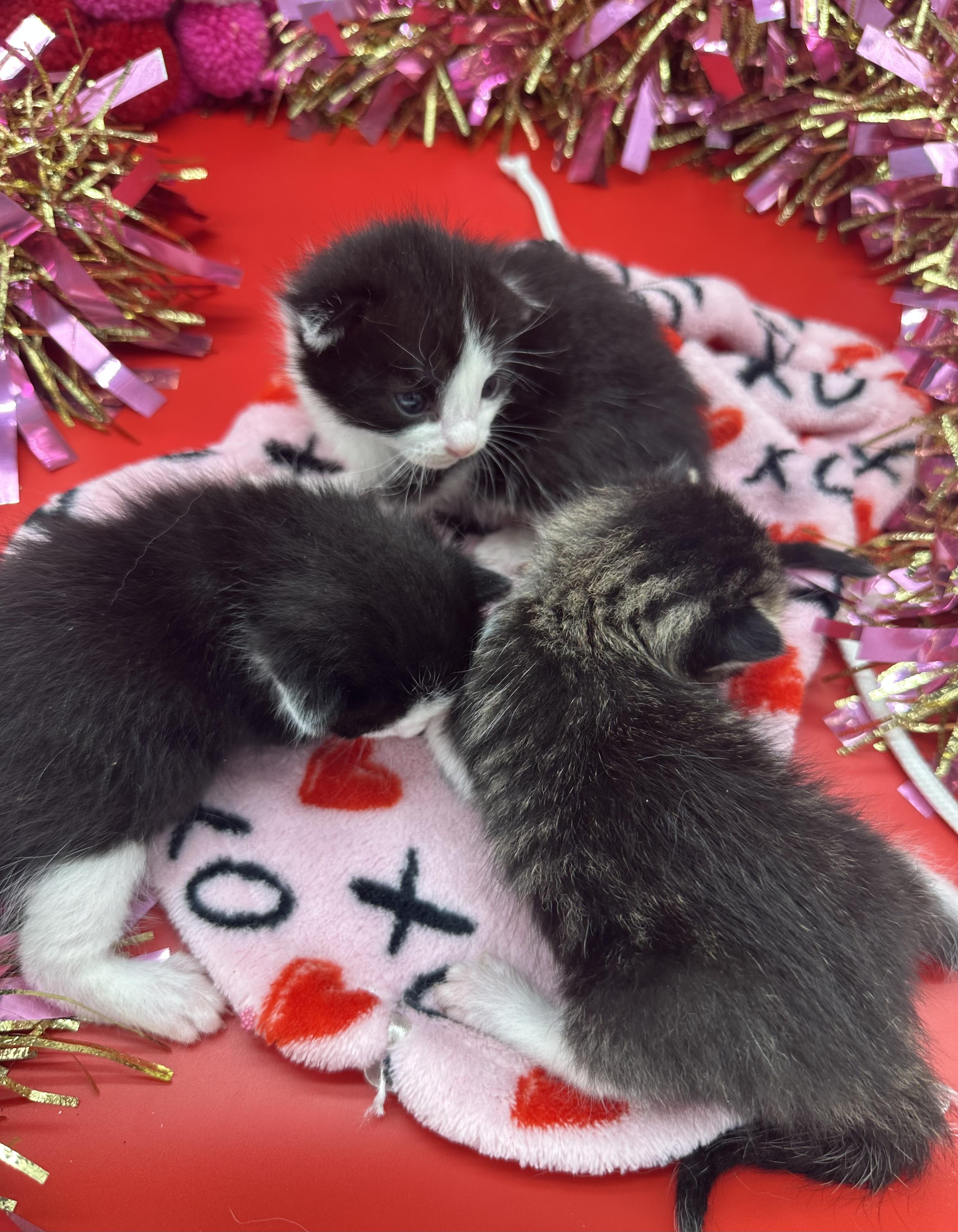 Kofie, a ADOPTABLE Domestic Short Hair in HUNTINGTON BEACH, CA image 6/6