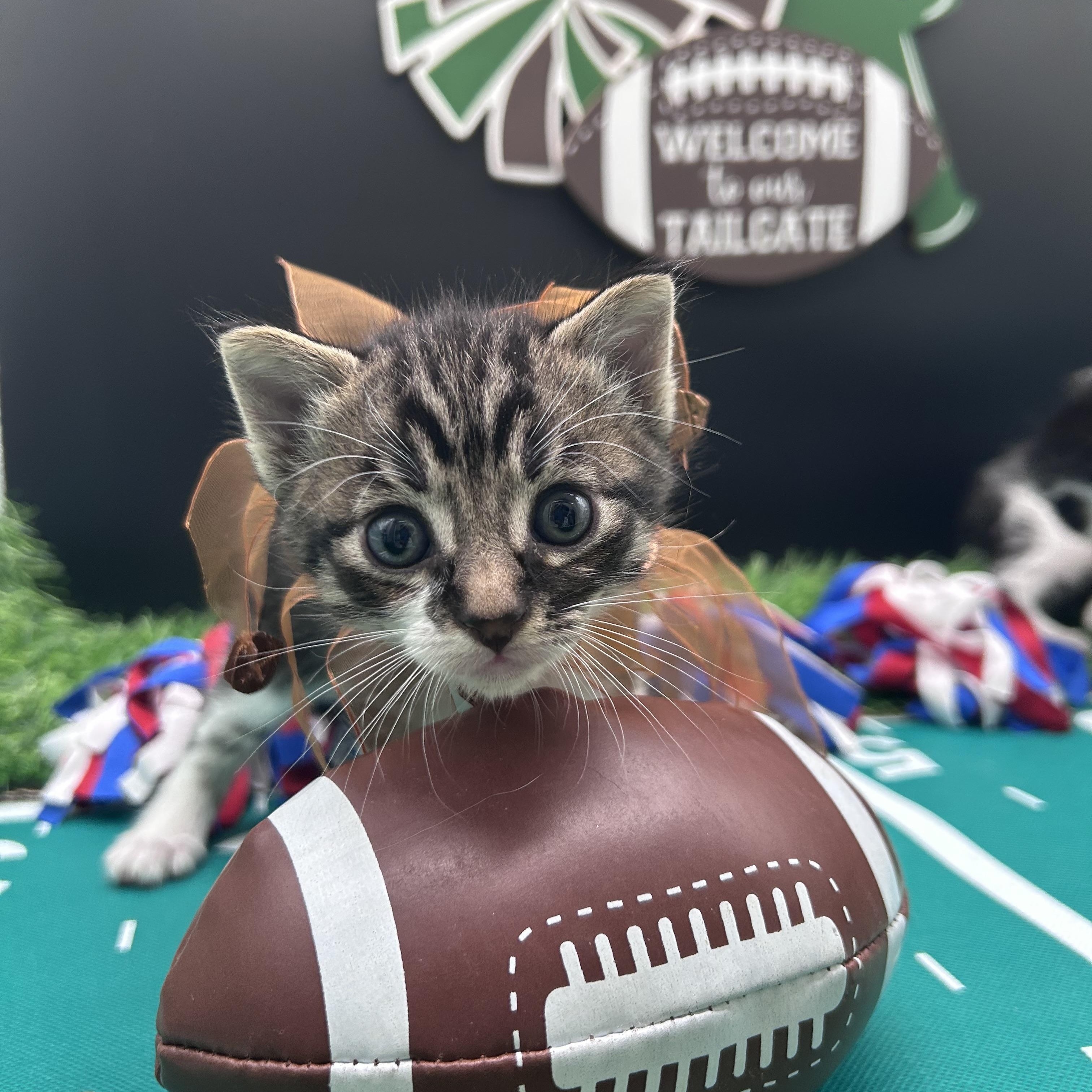 Kofie, a ADOPTABLE Domestic Short Hair in HUNTINGTON BEACH, CA image 4/6