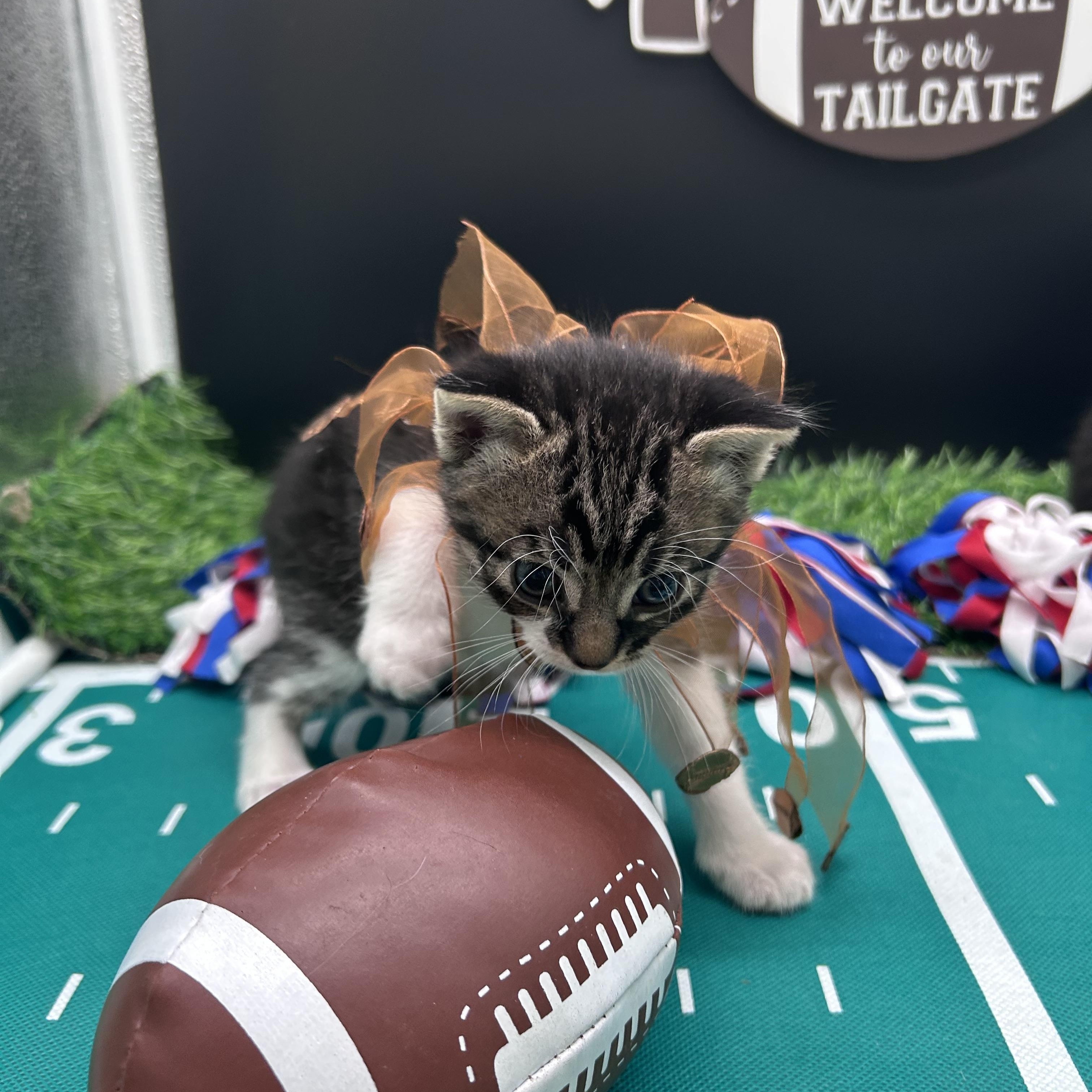 Kofie, a ADOPTABLE Domestic Short Hair in HUNTINGTON BEACH, CA image 5/6