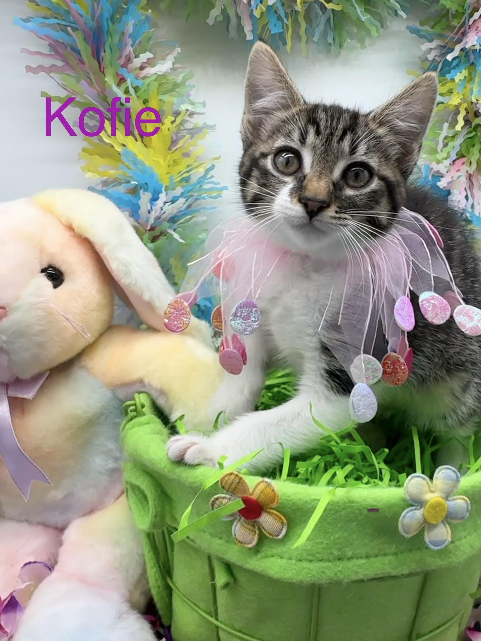 Kofie, ADOPTABLE, Kitten Female Domestic Short Hair.