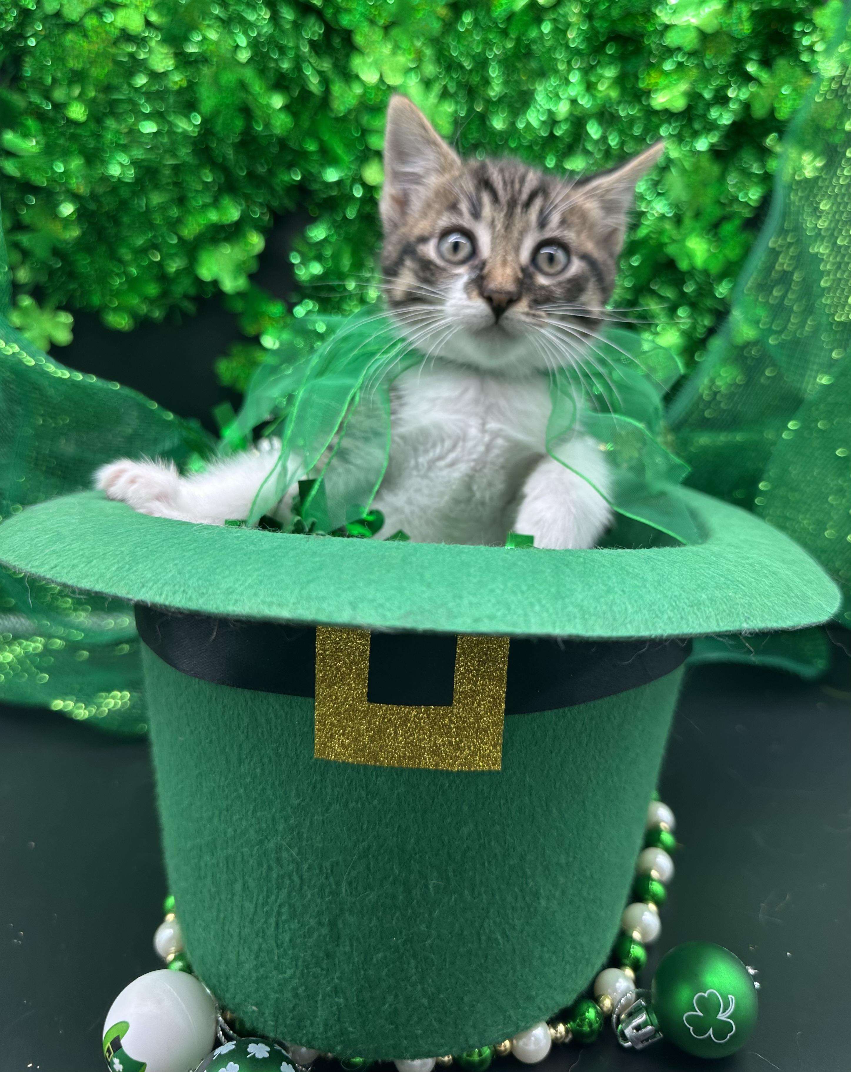 Kofie, a ADOPTABLE Domestic Short Hair in HUNTINGTON BEACH, CA image 3/6