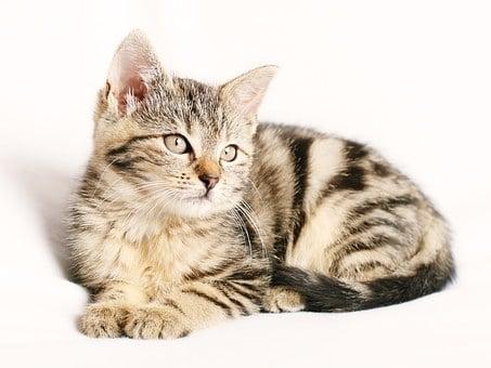 Enlarge Chestnut- DUPLICATE- NOT FOR ADOPTION- PROD TEST, a Adoptable Balinese in Miami, FL image 4/6