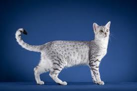 Enlarge Chestnut- DUPLICATE- NOT FOR ADOPTION- PROD TEST, a Adoptable Balinese in Miami, FL image 5/6