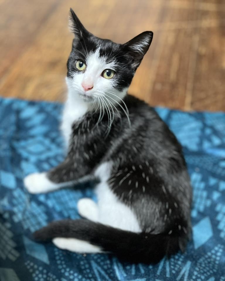 Enlarge Chummy, a Adoptable Domestic Short Hair in Kenosha, WI image 3/6