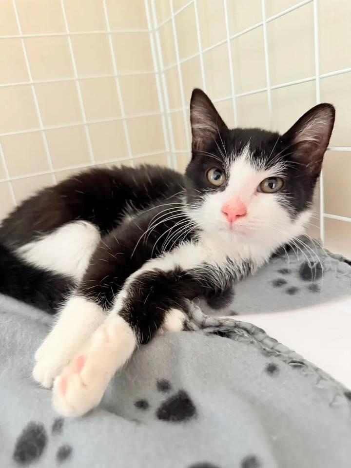 Enlarge Chummy, a Adoptable Domestic Short Hair in Kenosha, WI image 1/6