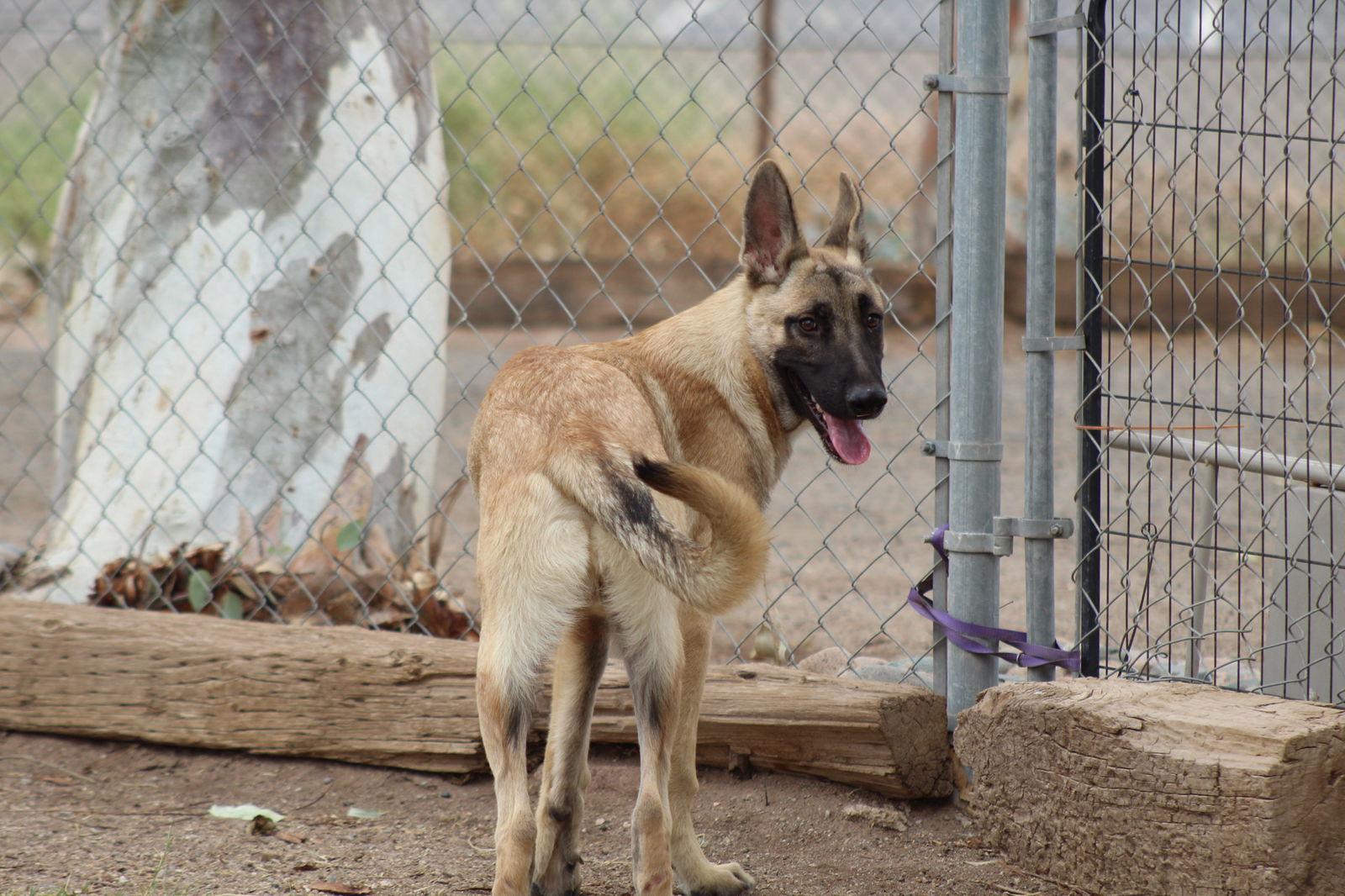 Enlarge Casper, a Adoptable German Shepherd Dog in El Centro, CA image 1/2