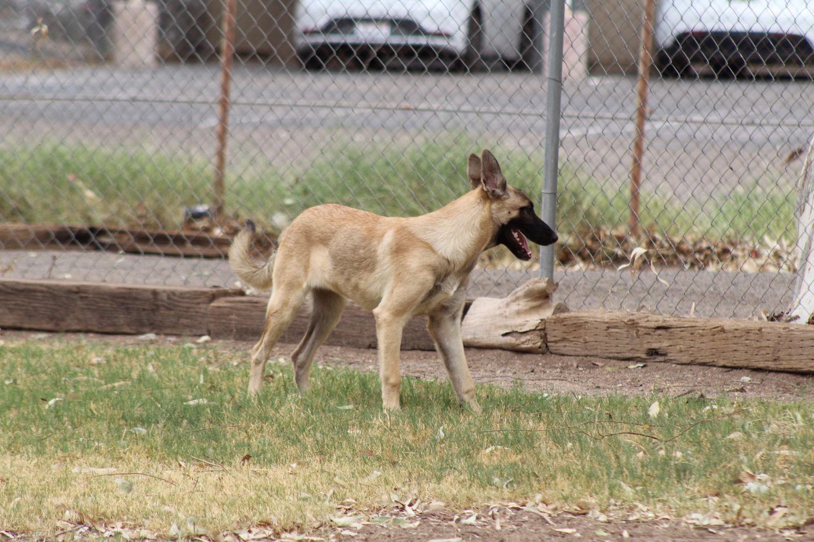 Enlarge Casper, a Adoptable German Shepherd Dog in El Centro, CA image 2/2