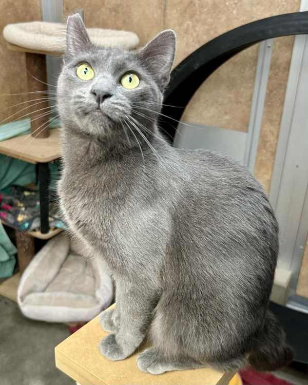 Hope 304500, Adoptable, Young Female Domestic Short Hair.