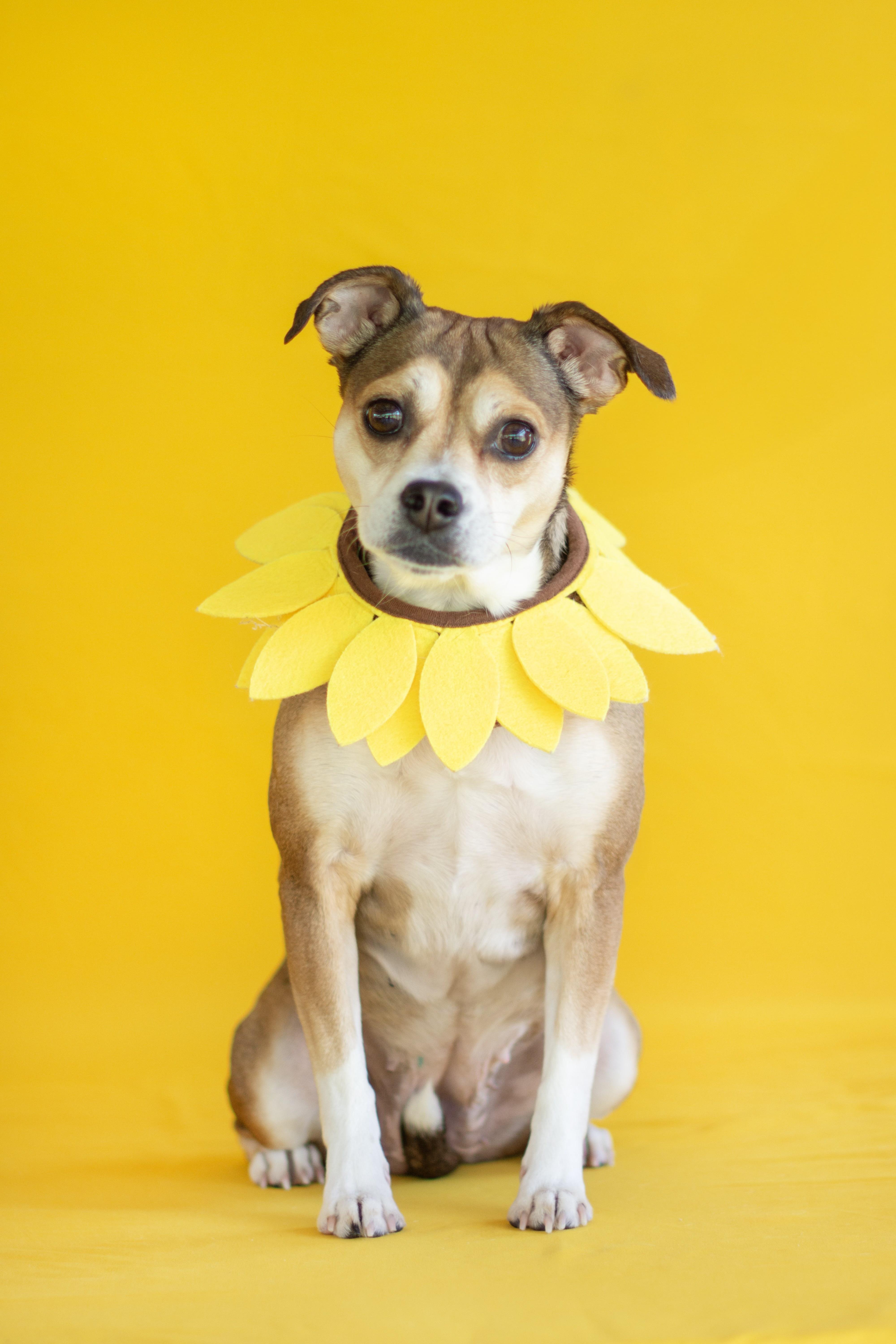 Leela, ADOPTABLE, Adult Female Chihuahua & Bulldog.
