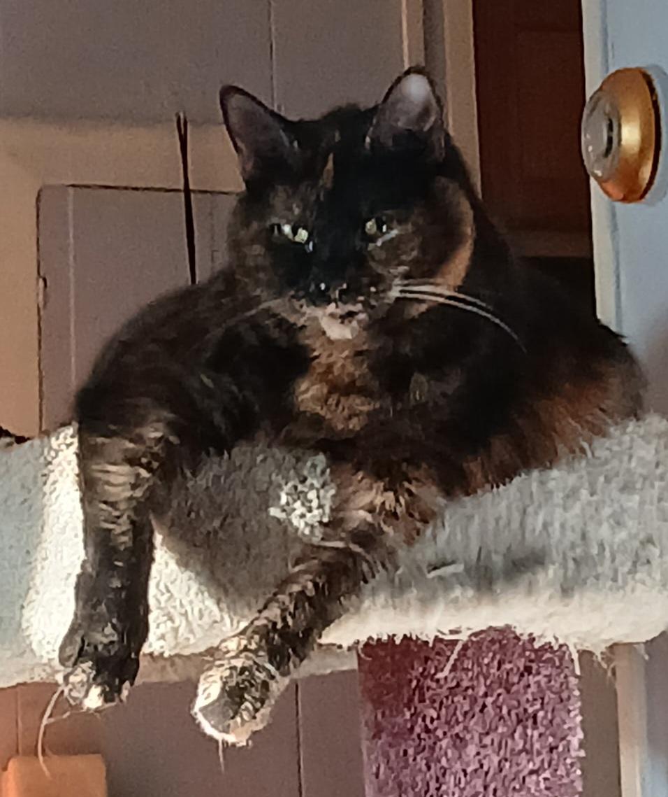 Maisie, a ADOPTABLE Tortoiseshell in Jamesville, NY image 1/6