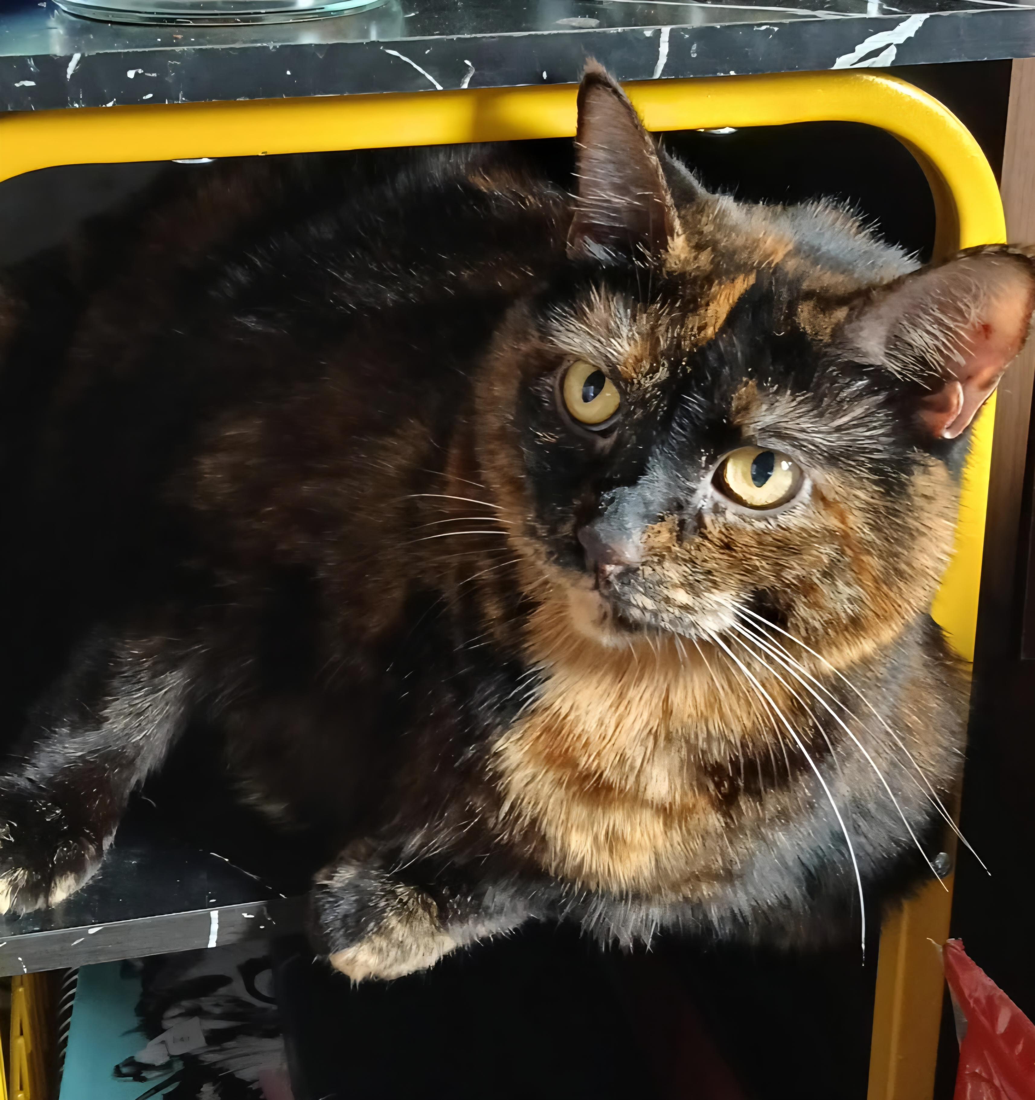 Maisie, a ADOPTABLE Tortoiseshell in Jamesville, NY image 2/6