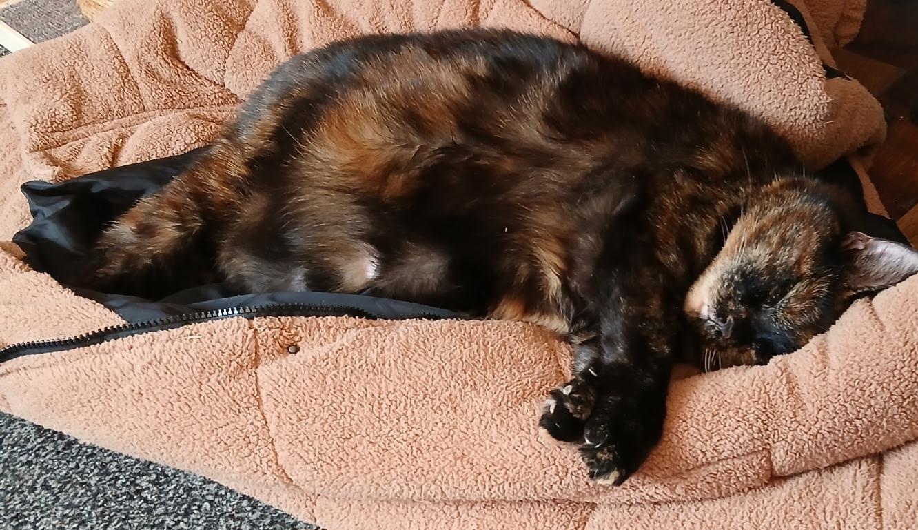 Maisie, a ADOPTABLE Tortoiseshell in Jamesville, NY image 6/6