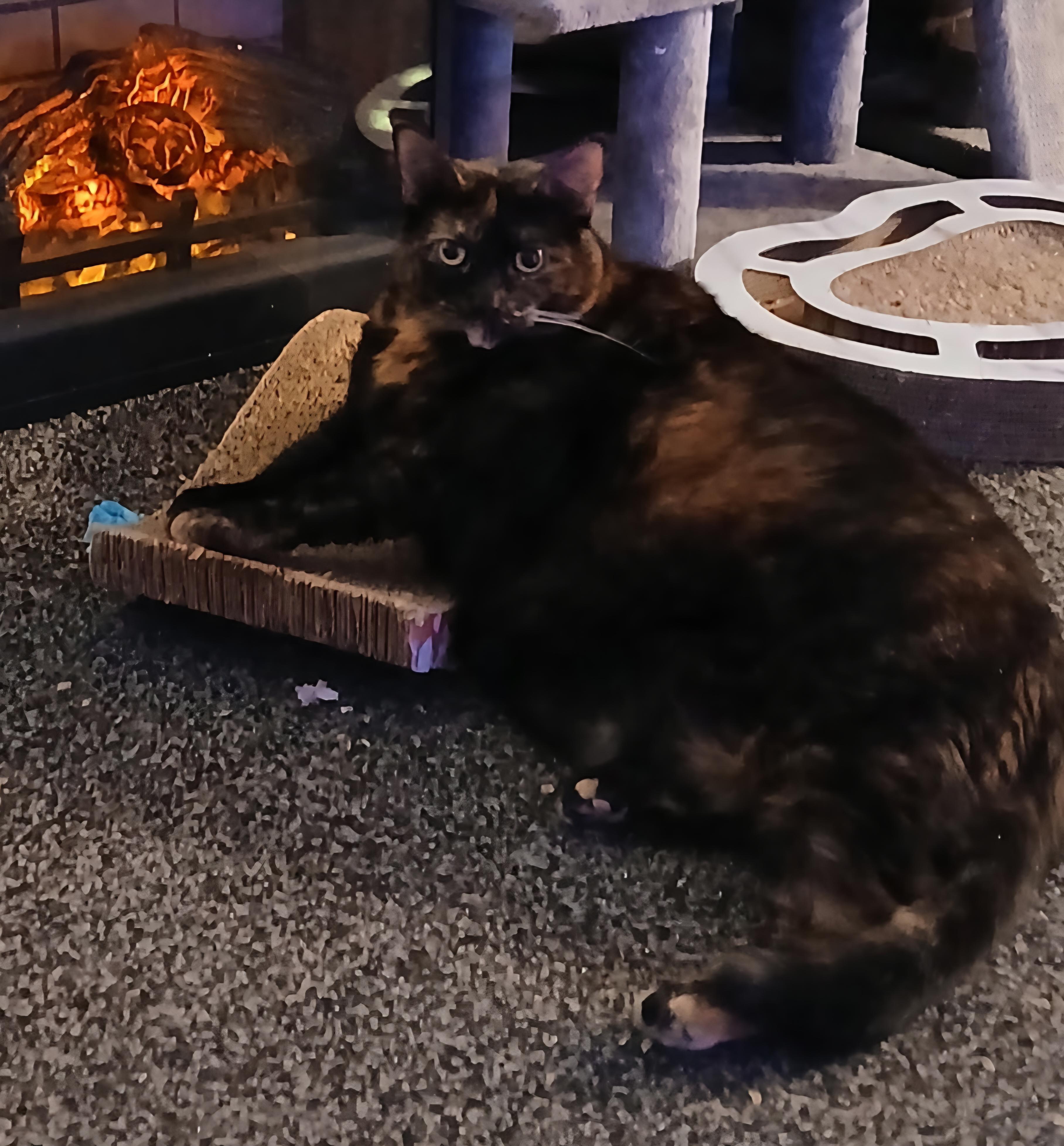 Maisie, a ADOPTABLE Tortoiseshell in Jamesville, NY image 3/6