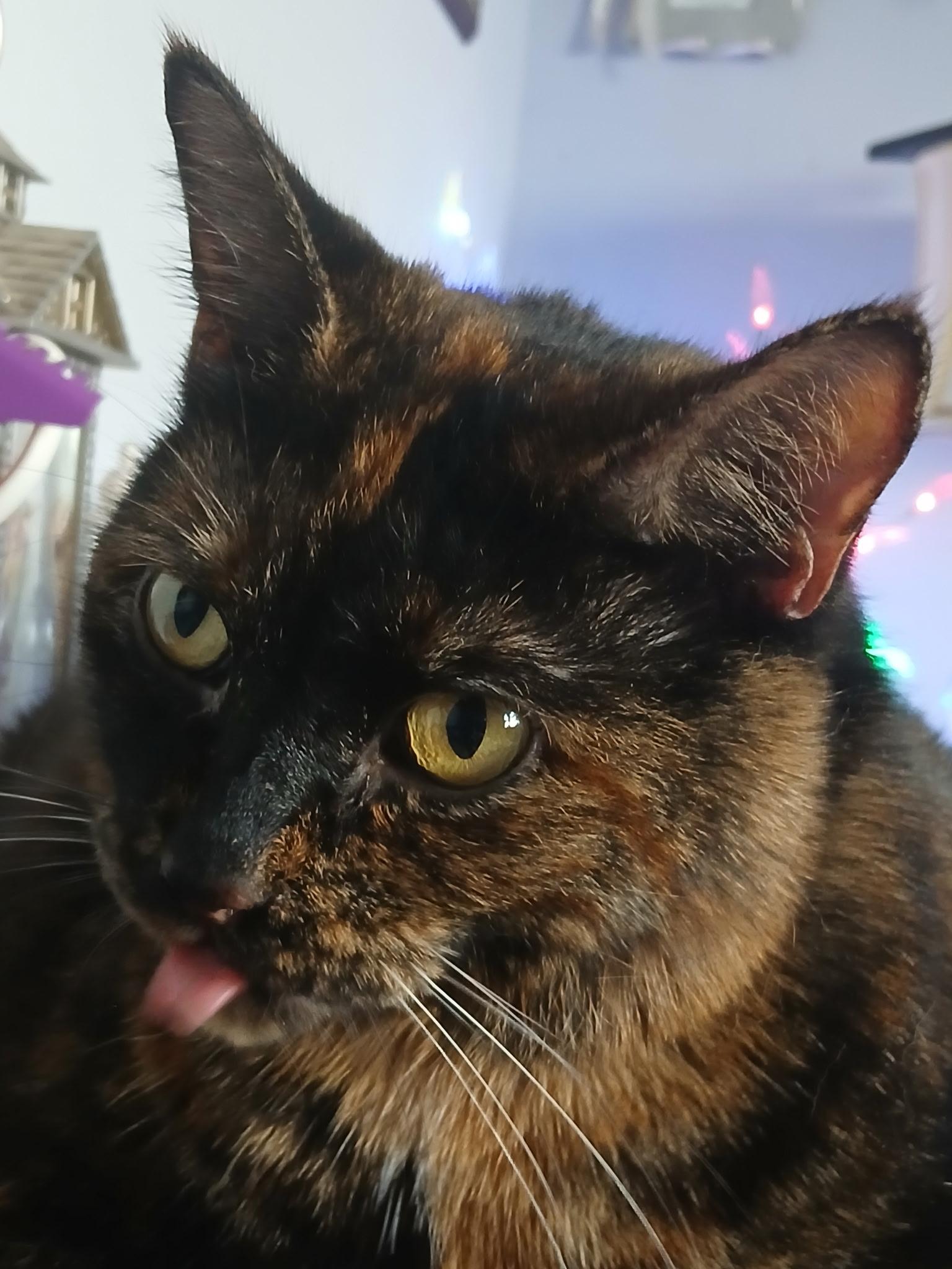 Maisie, a ADOPTABLE Tortoiseshell in Jamesville, NY image 4/6