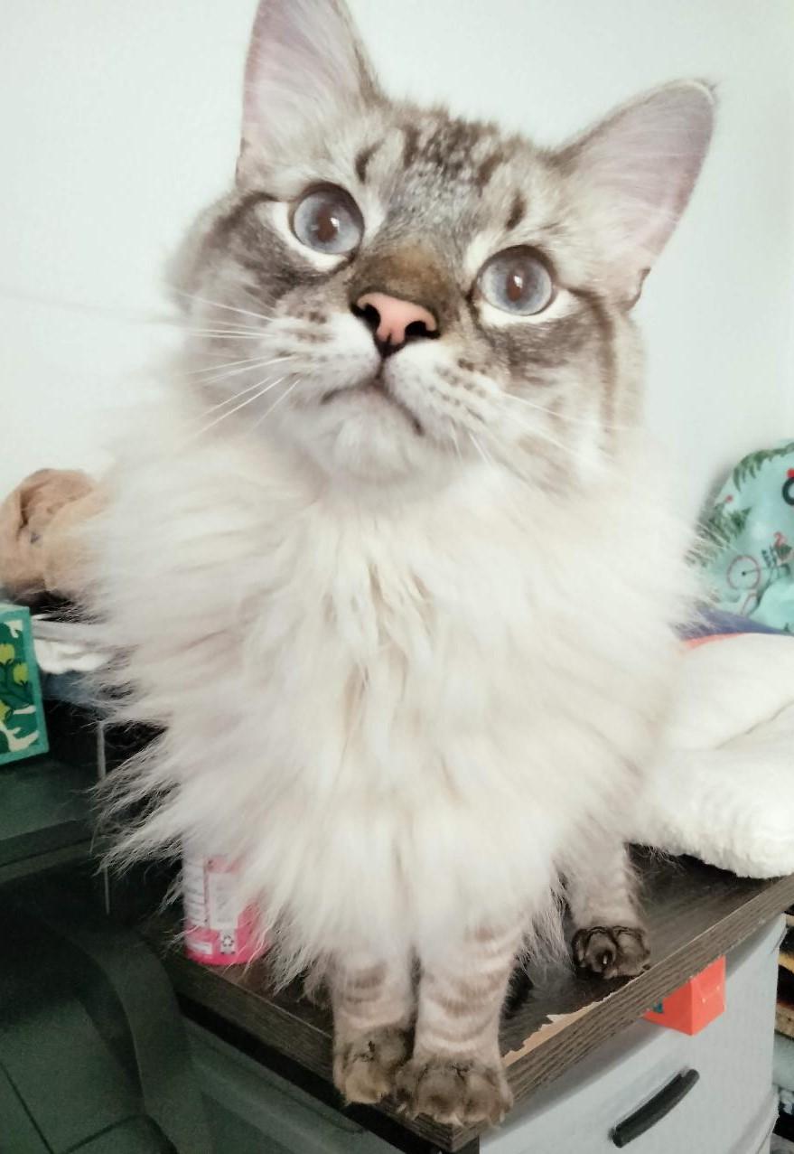 Koda Bear, ADOPTABLE, Adult Male Norwegian Forest Cat & Ragdoll.