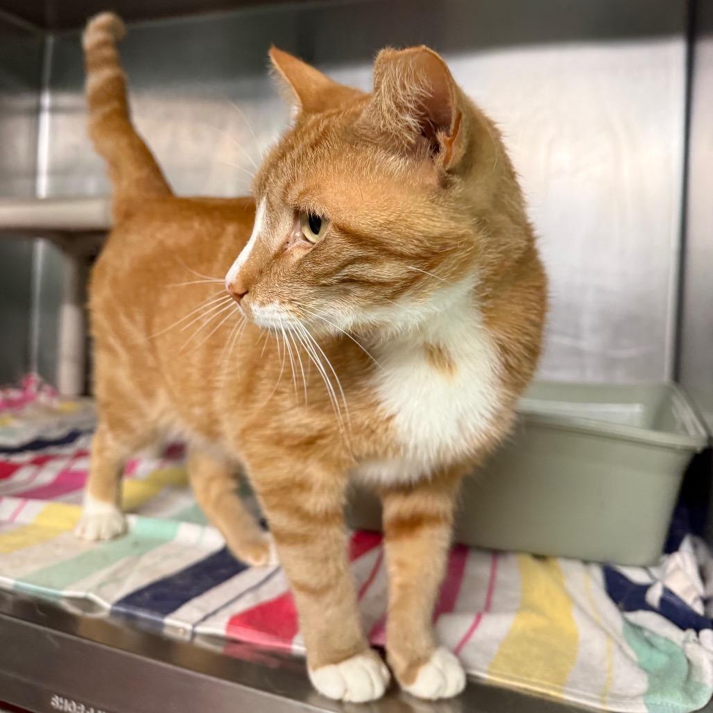 Simba 2630, Adoptable, Young Male Domestic Short Hair.